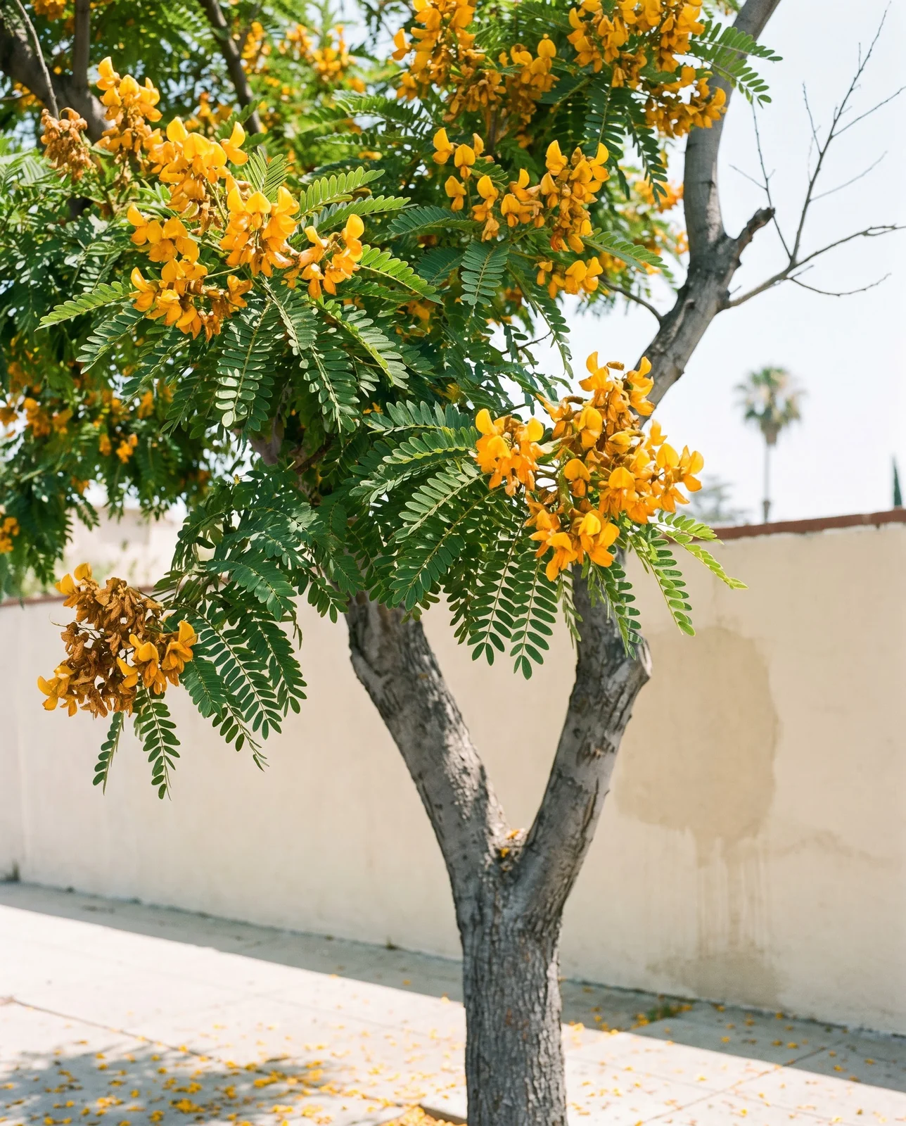 A tipu tree with yellow-orange pea flowers and fern-like leaves on a street often mistaken for a yellow jacaranda