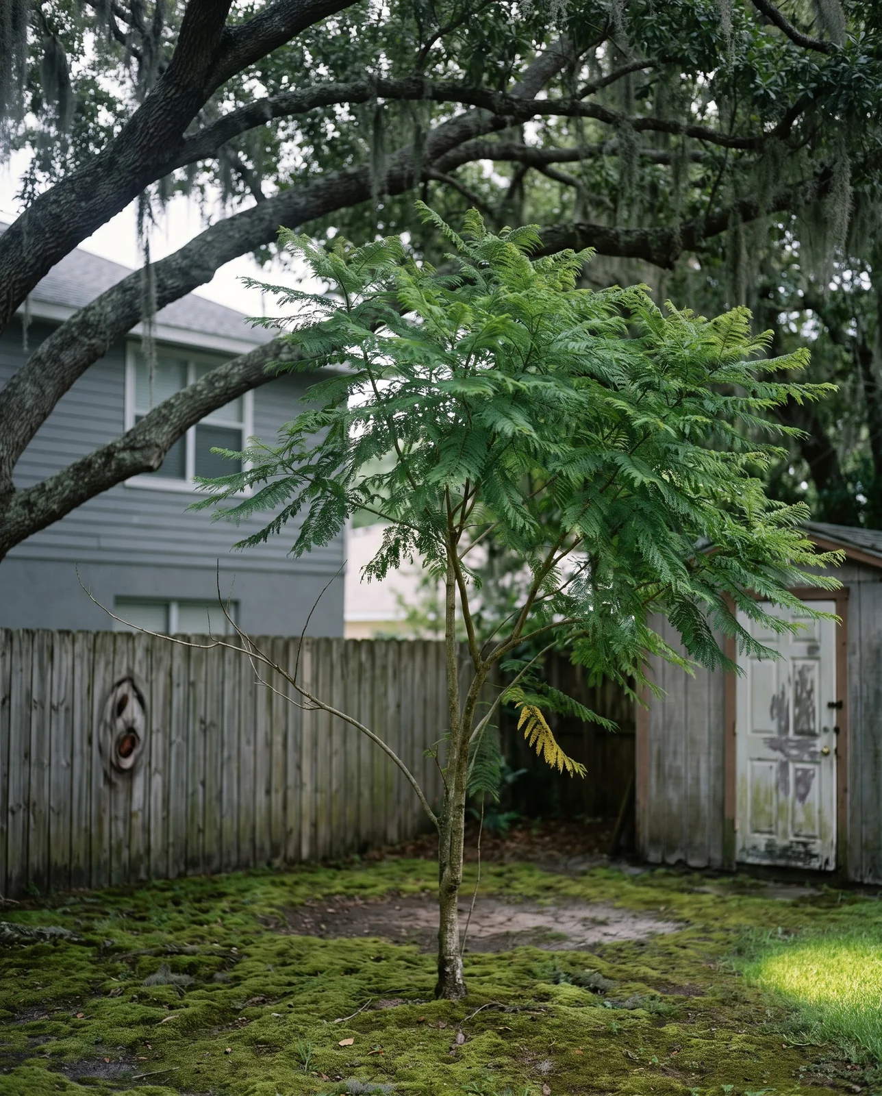 A leafy jacaranda with no flowers growing in the shade of taller oaks and a house in a back yard