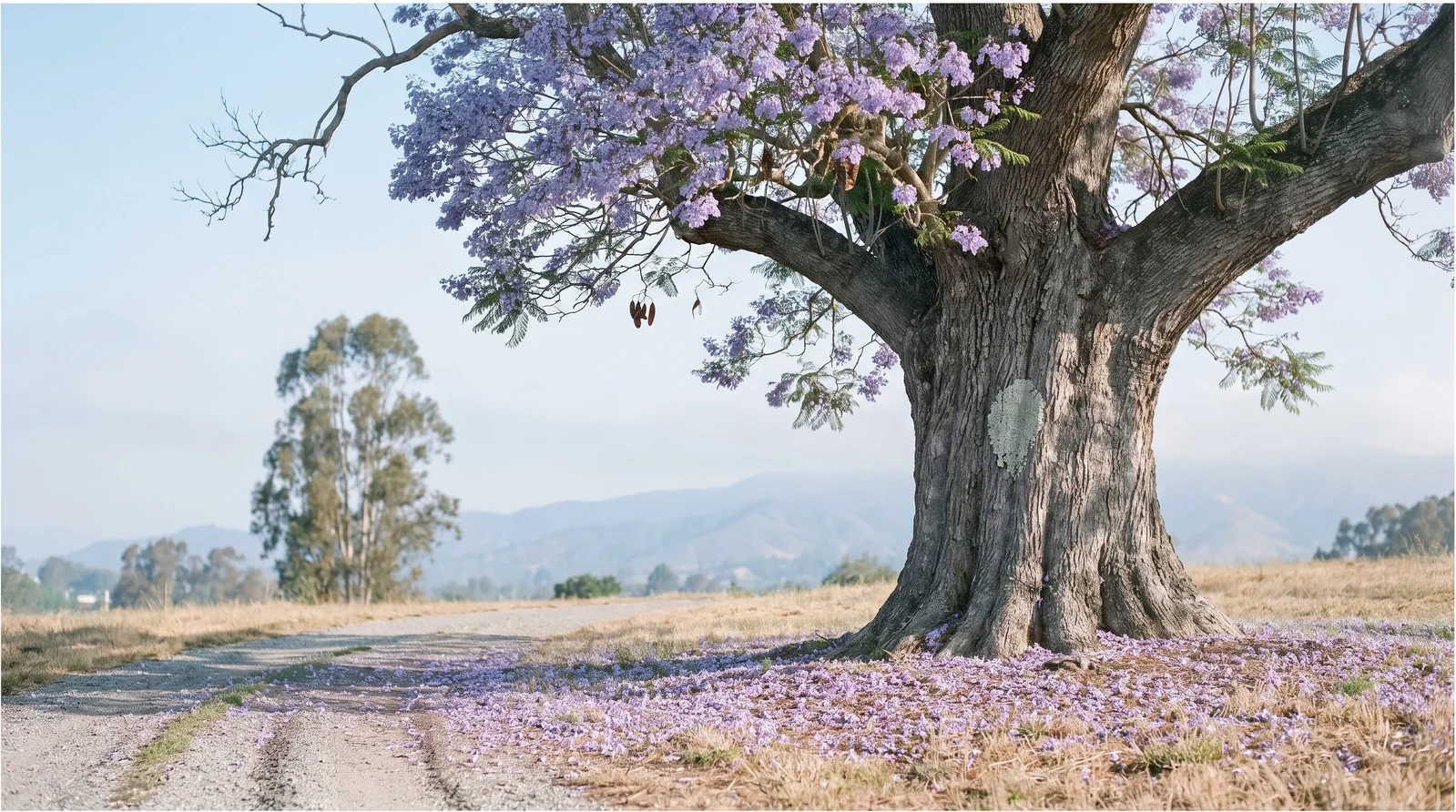 Wide view of an old spreading jacaranda in full bloom in a dry park with a wide crown and furrowed trunk