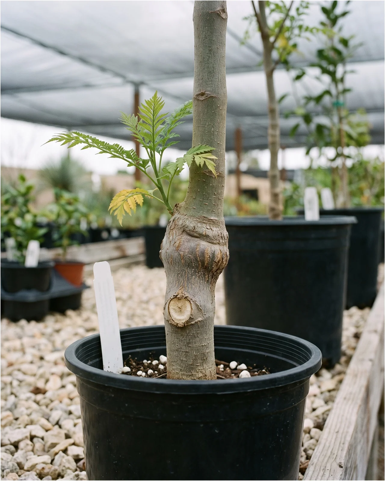 Close view of a grafted jacaranda trunk in a nursery pot showing the graft union swelling above the soil