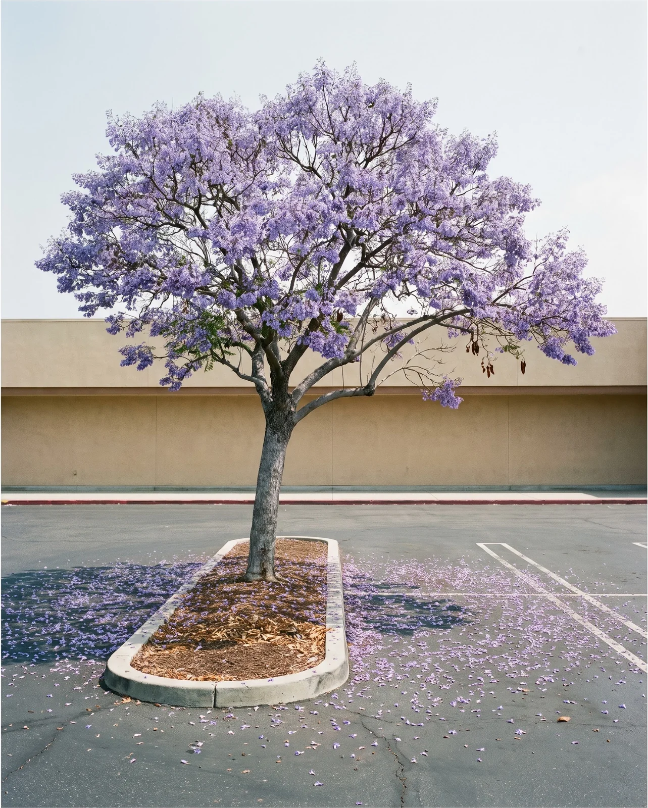 A jacaranda in bloom planted in a parking lot island with fallen flowers on the asphalt around it