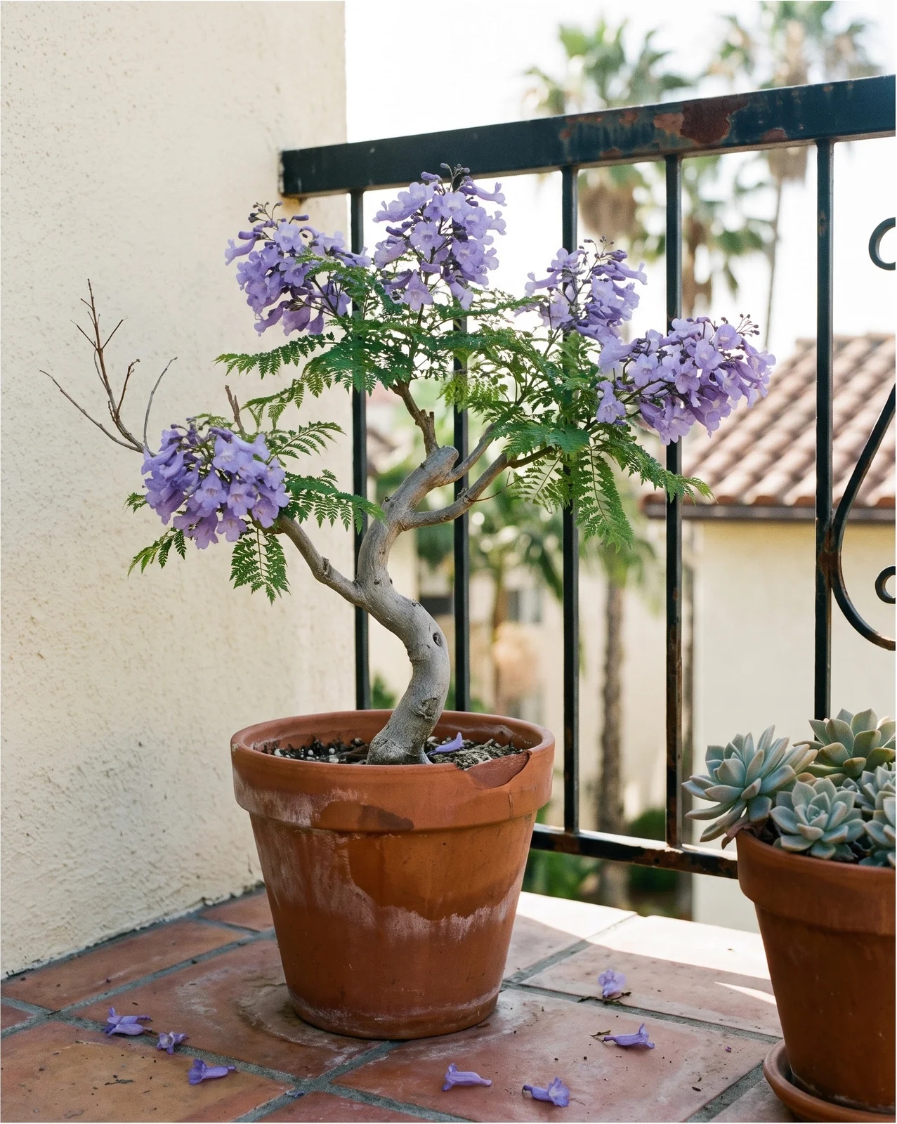 A dwarf Bonsai Blue jacaranda in bloom in a pot on a sunny apartment balcony railing view