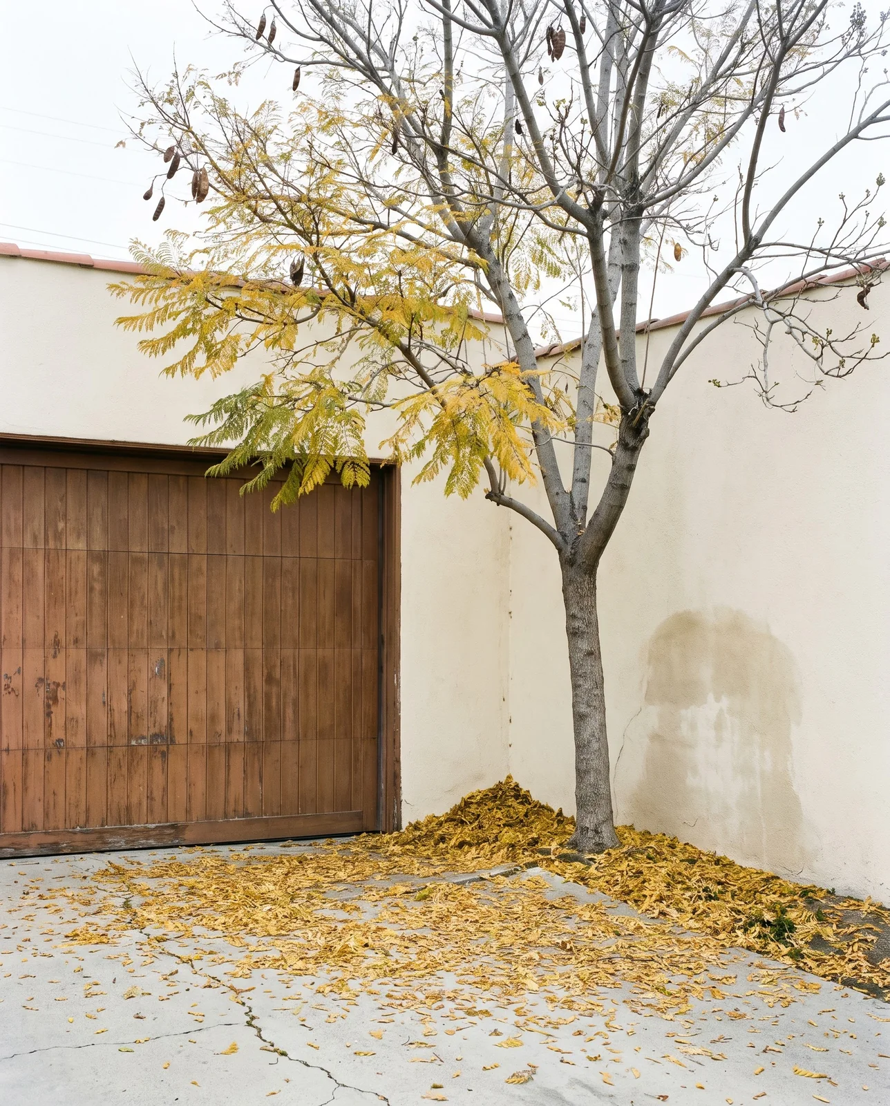 A jacaranda half bare in early spring with yellow leaflets dropping onto a driveway before the flowers