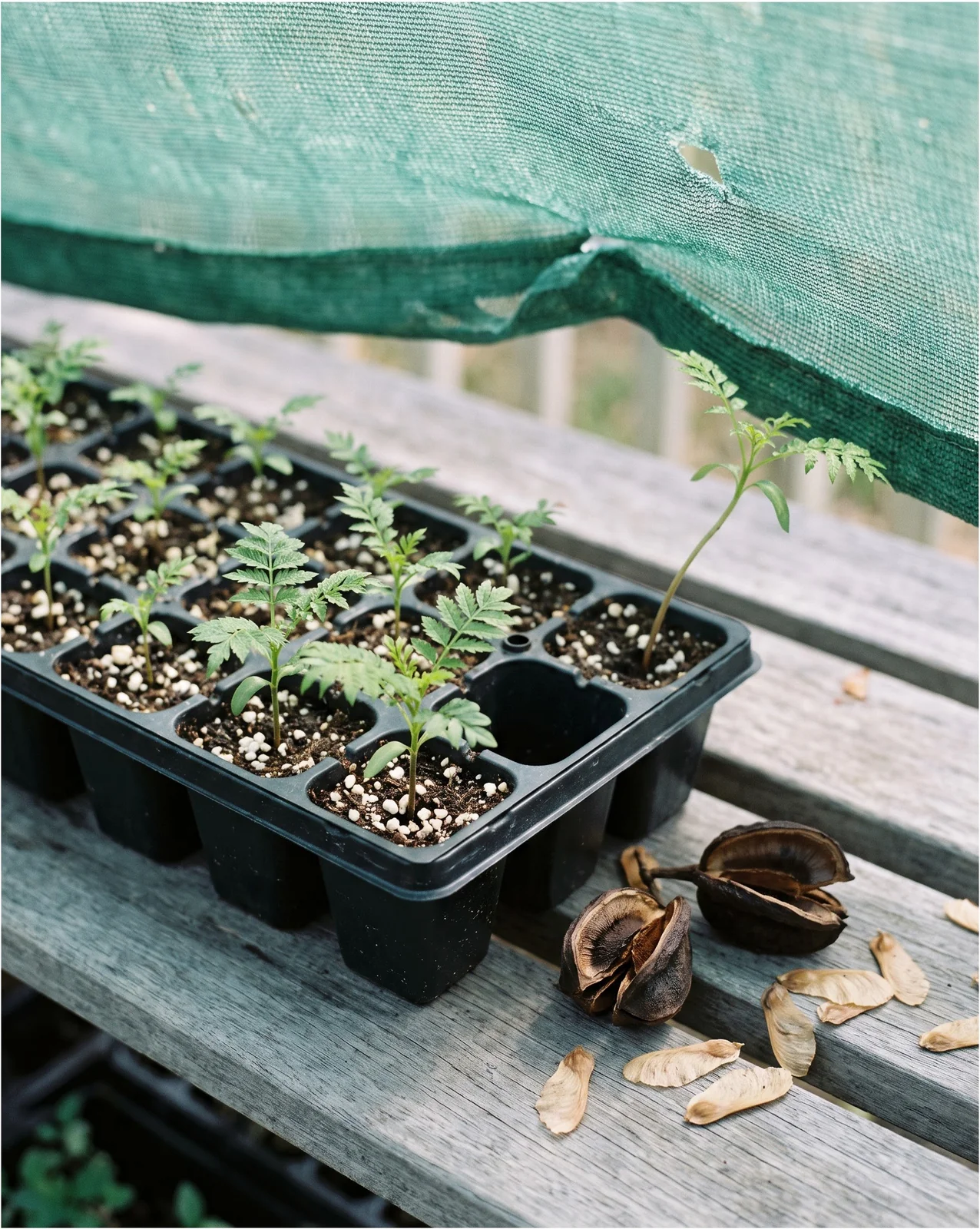 Jacaranda seedlings with their first fern-like leaves in a tray beside open seed pods and winged seeds