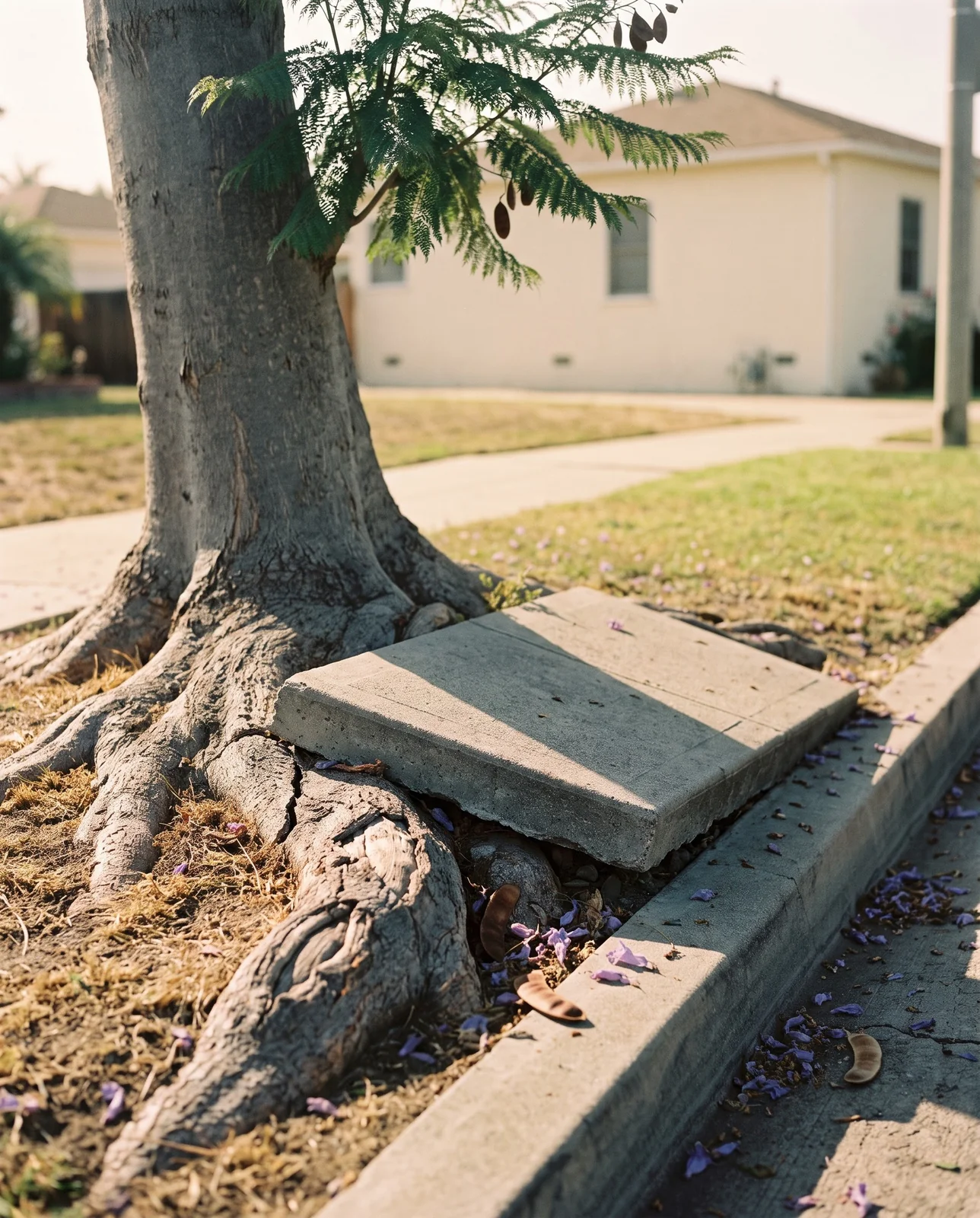 A jacaranda trunk with surface roots lifting and cracking a sidewalk slab beside a lawn