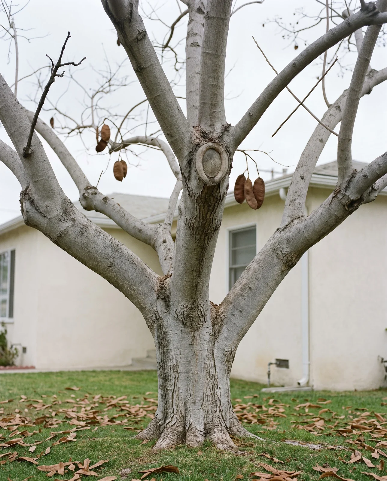 A leafless jacaranda in winter showing its branch structure with one clean pruning cut at a fork