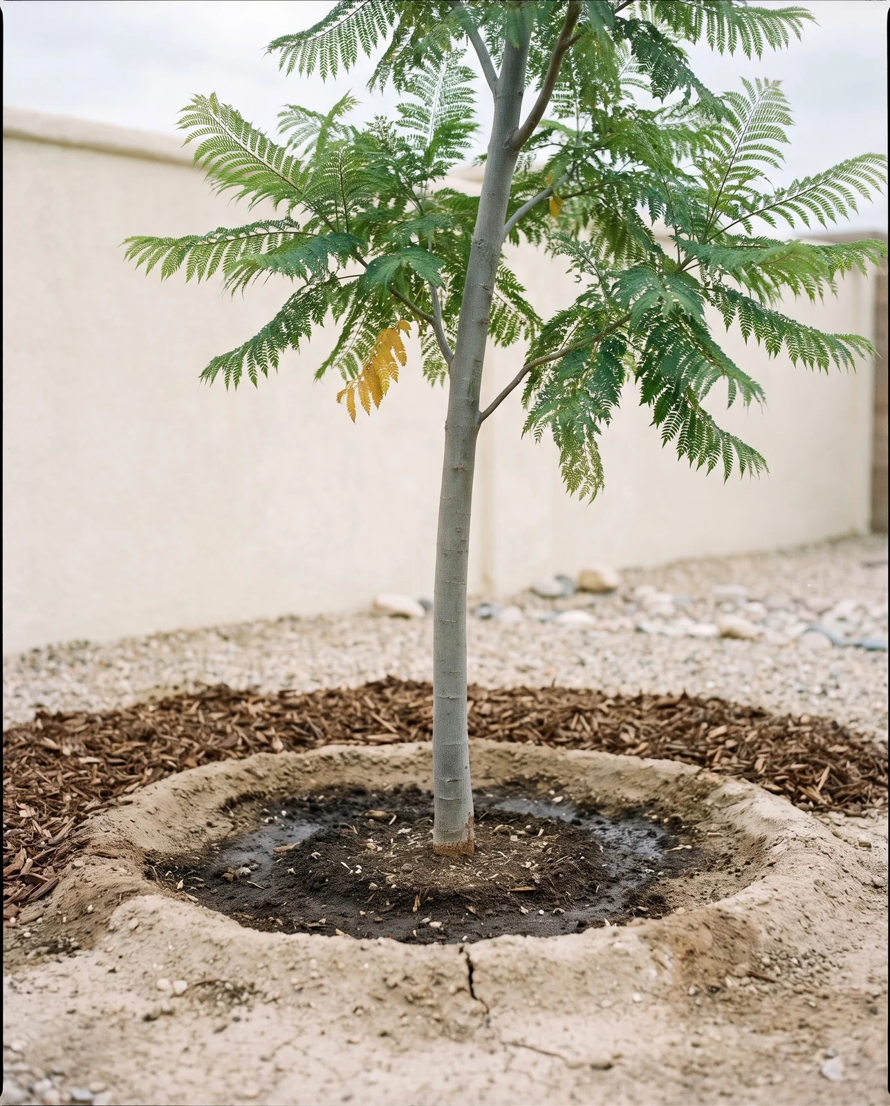 A young jacaranda with a mulched watering basin around its base on sandy soil in a dry yard