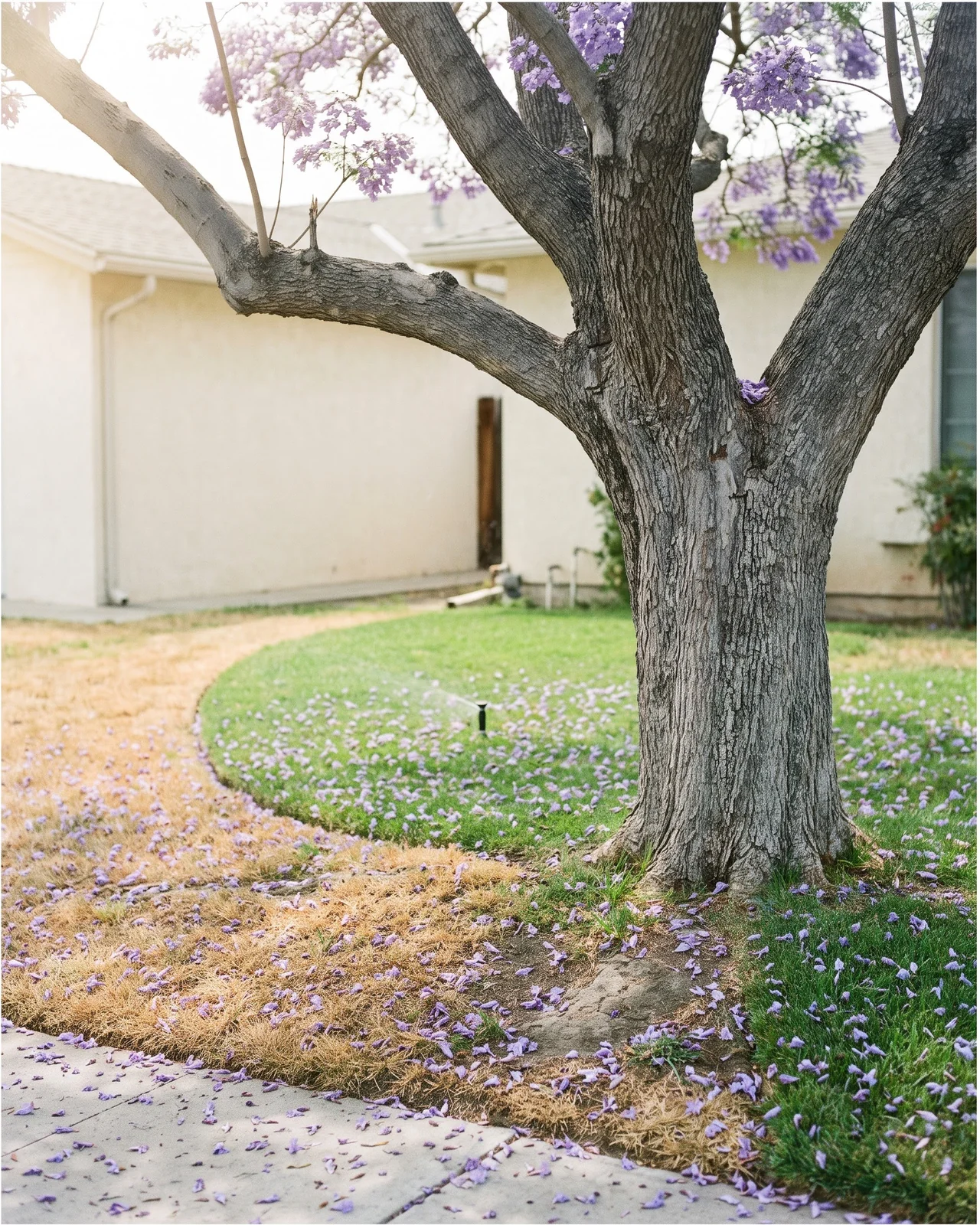 A mature jacaranda in a lawn with the grass green inside the sprinkler reach and dry beyond it