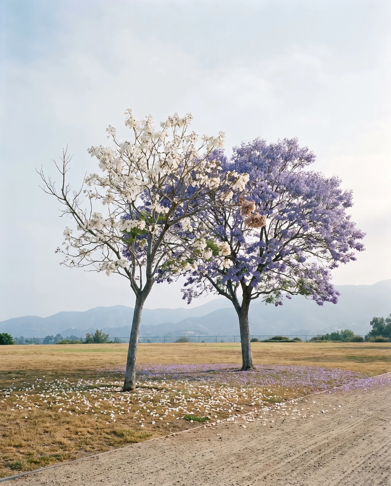 A white-flowered Alba jacaranda in bloom beside a lavender-blue one in a park