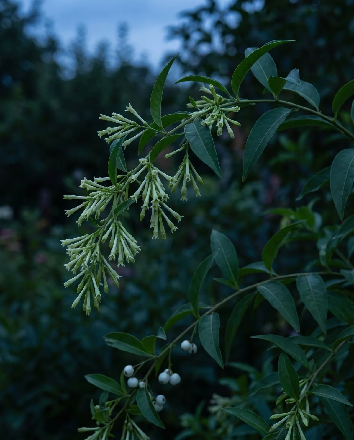 Night-blooming jasmine at dusk, clusters of narrow greenish-white tubular flowers on a lanky shrub