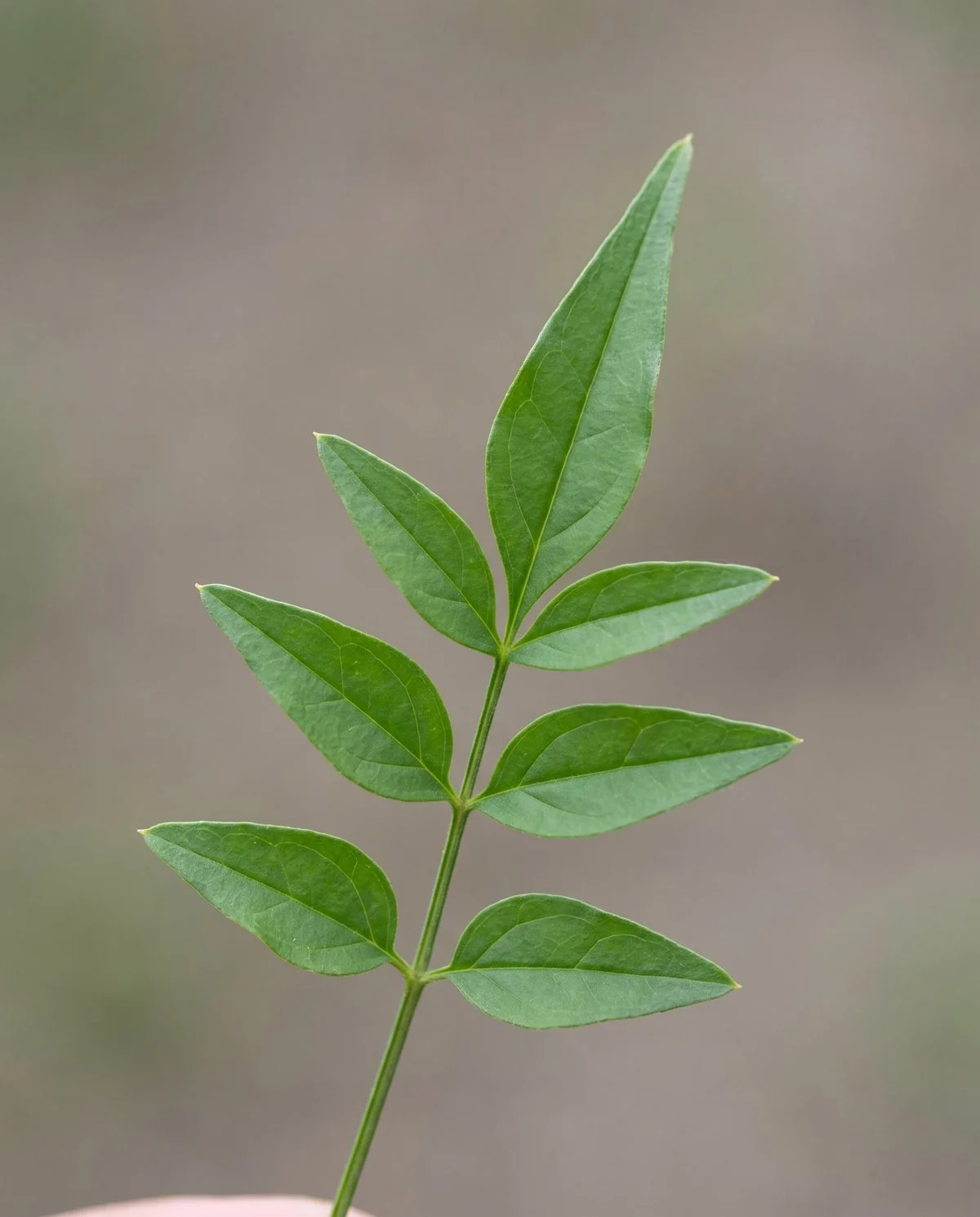 Close view of a true jasmine leaf divided into several small leaflets along one stalk