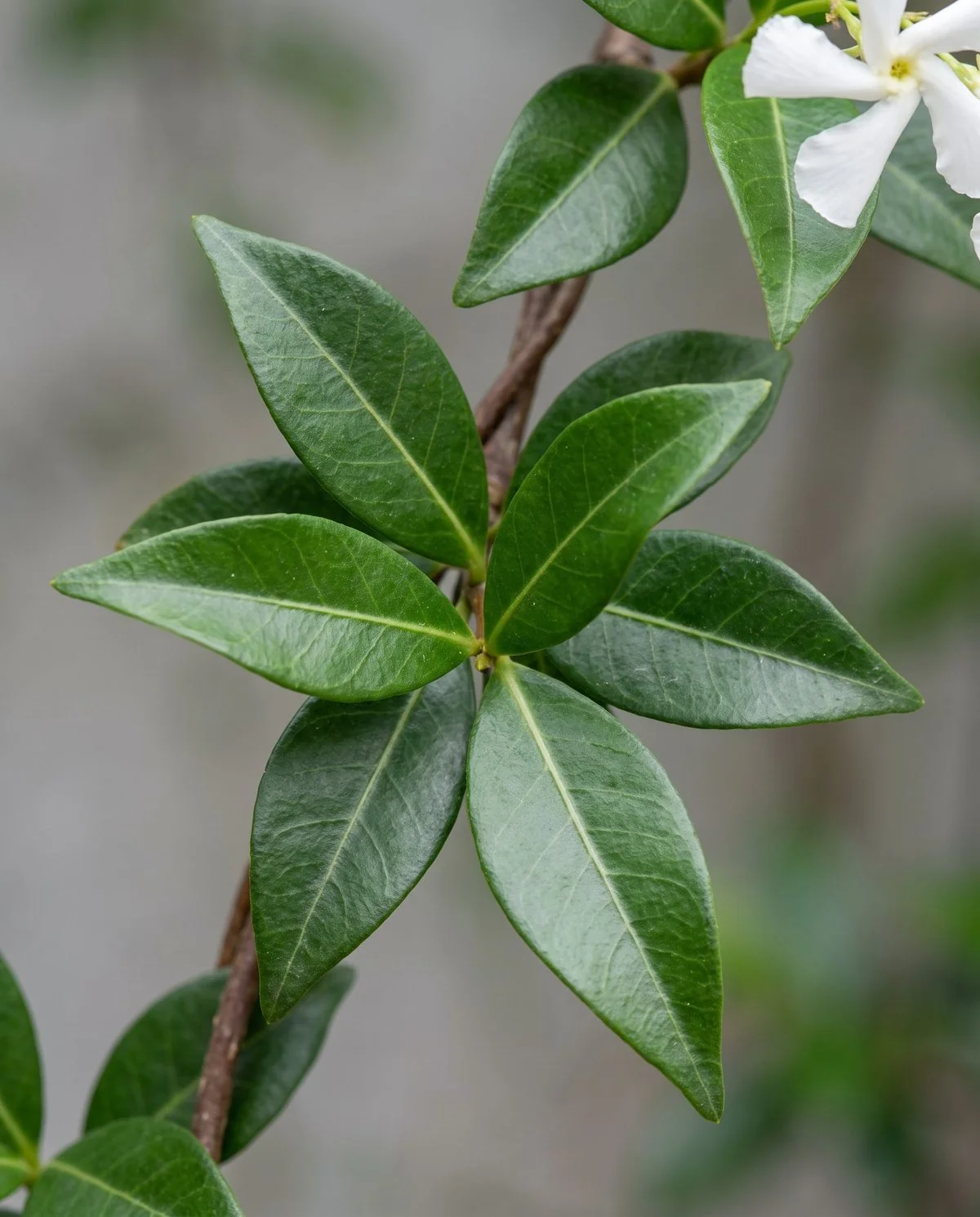 Close view of star jasmine foliage, single glossy pointed leaves in opposite pairs along the stem