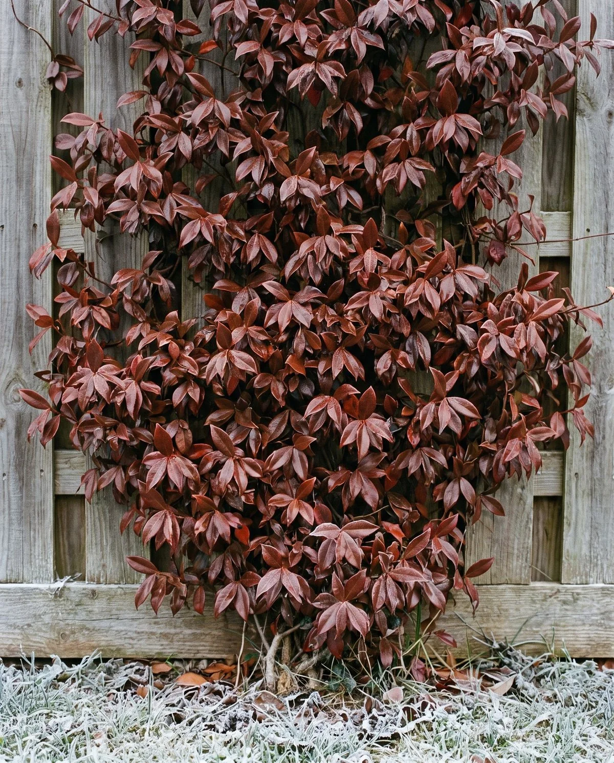 Star jasmine foliage turned bronze red across the plant in cold weather, leaves otherwise firm and unmarked