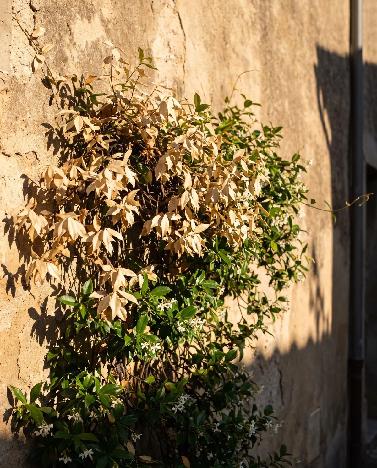 Star jasmine leaves bleached to pale flat patches on the side of the plant facing the afternoon sun