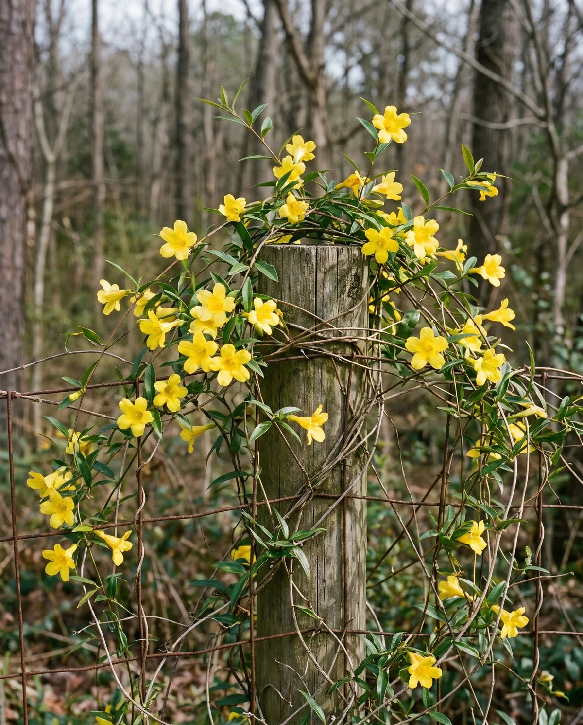 Carolina jessamine twining up a post in late winter with bright yellow funnel-shaped trumpet flowers