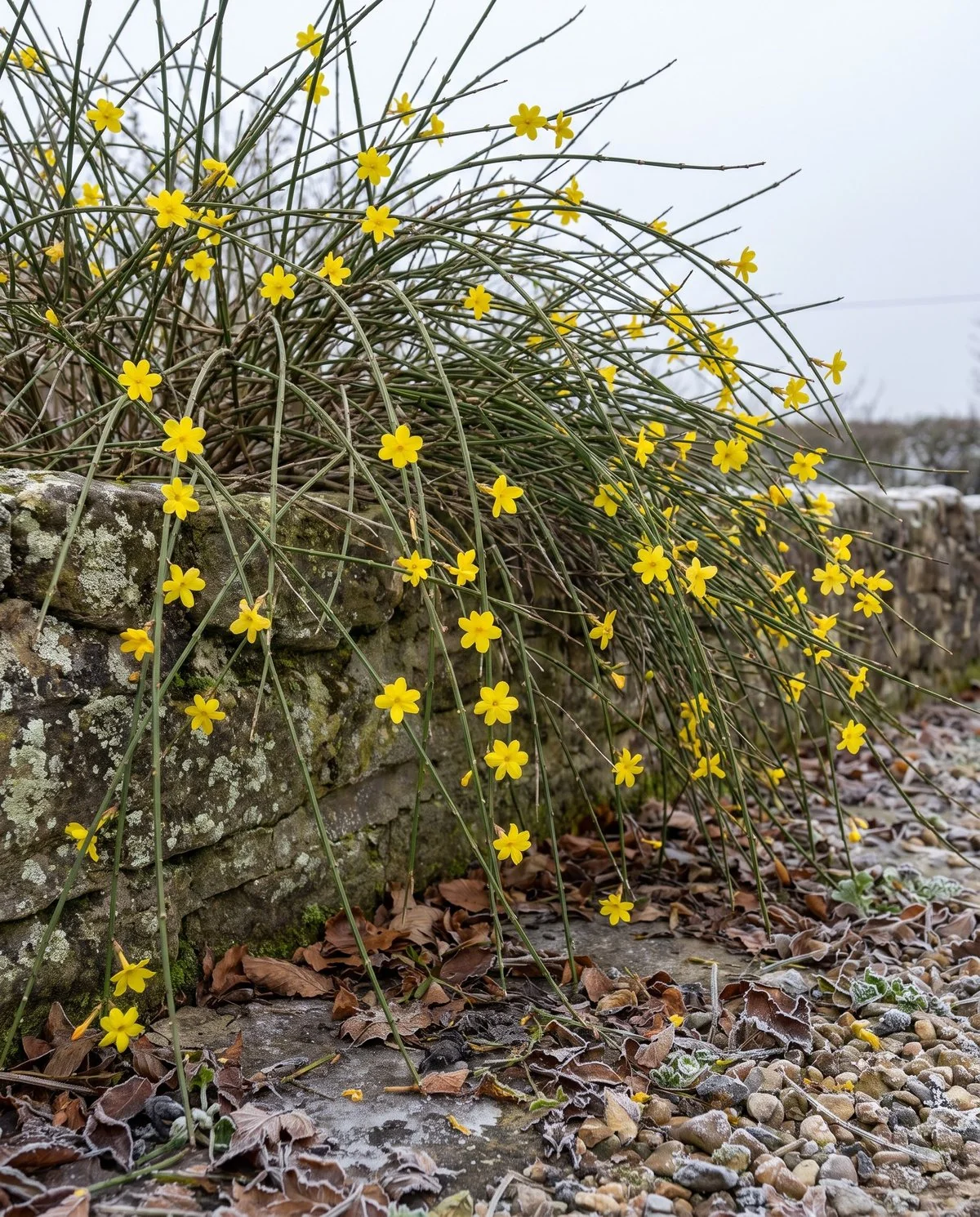 Winter jasmine flowering yellow on bare green stems that arch over a low wall in midwinter