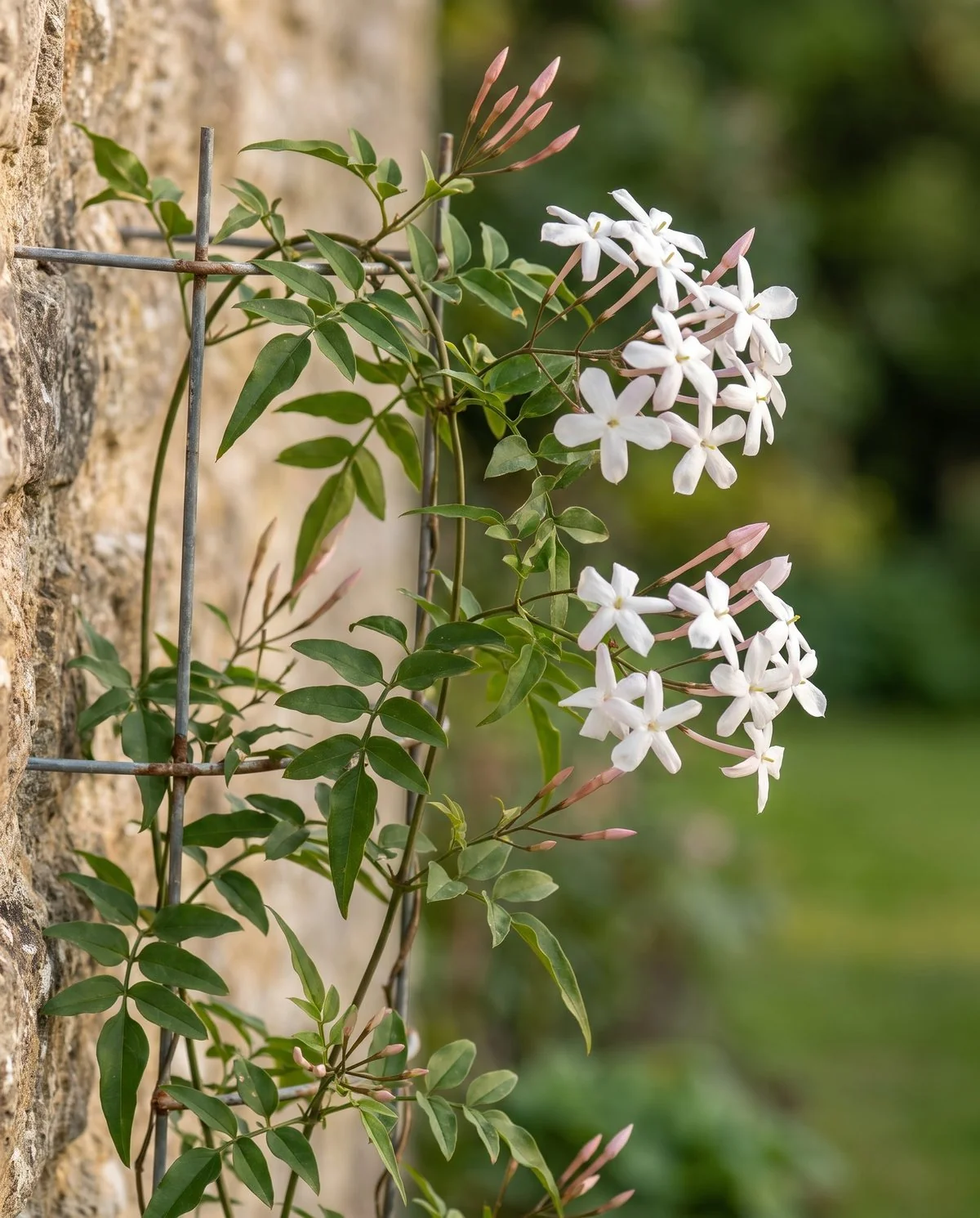 Common jasmine in flower on a wire support, small white star-shaped blooms above divided leaves with several leaflets