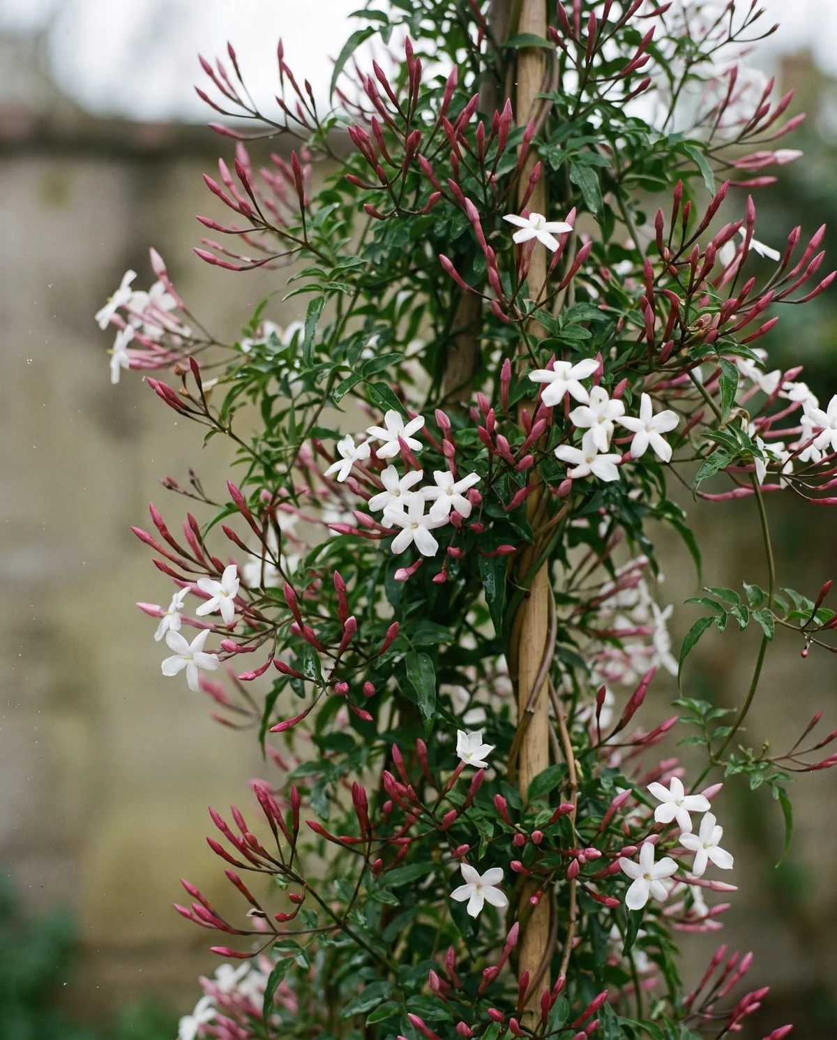 Pink jasmine covered in a cloud of pink buds opening to white flowers on a vigorous twining climber