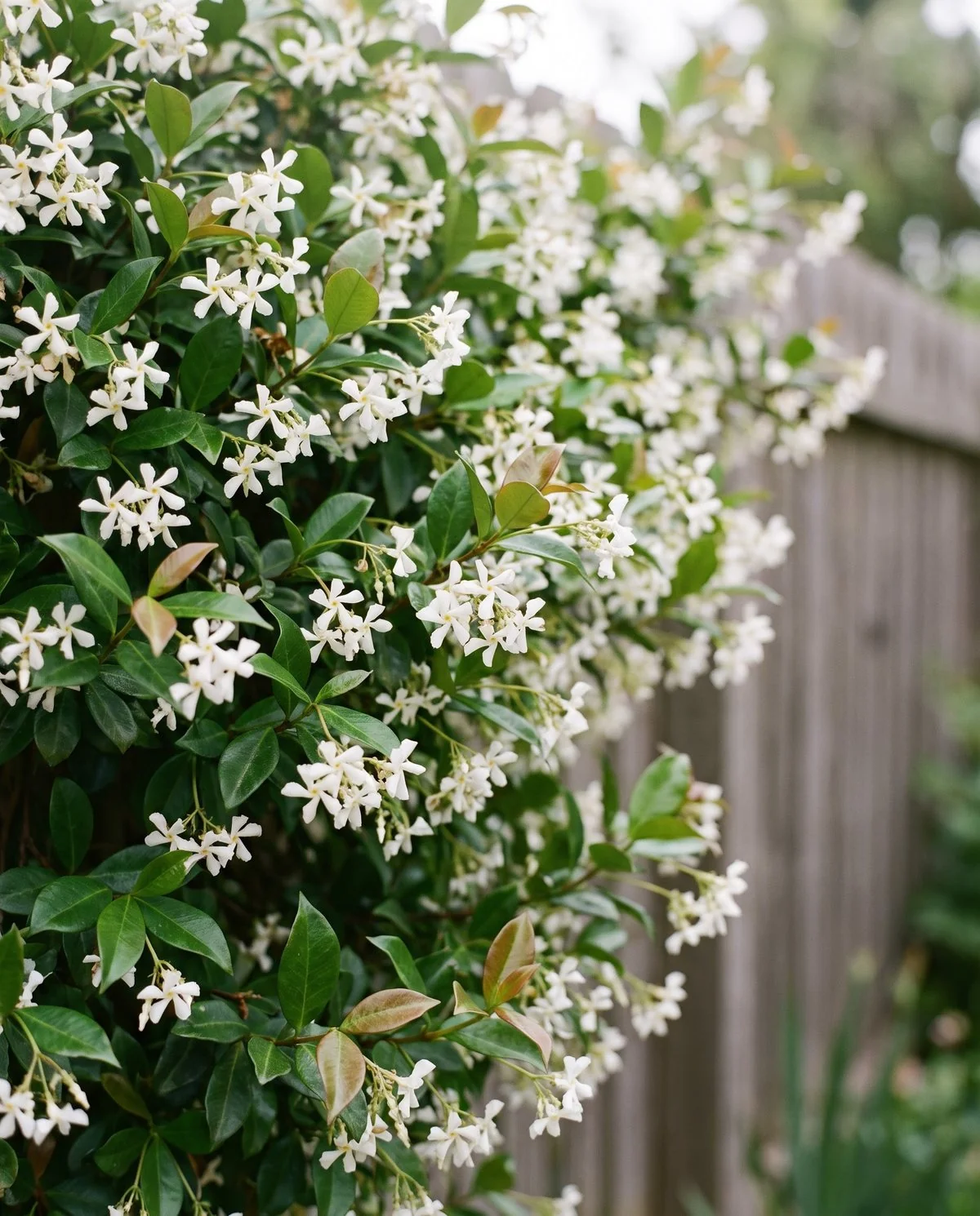 Star jasmine covering a fence in white five-lobed pinwheel flowers above glossy simple leaves