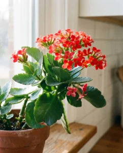Kalanchoe flower
