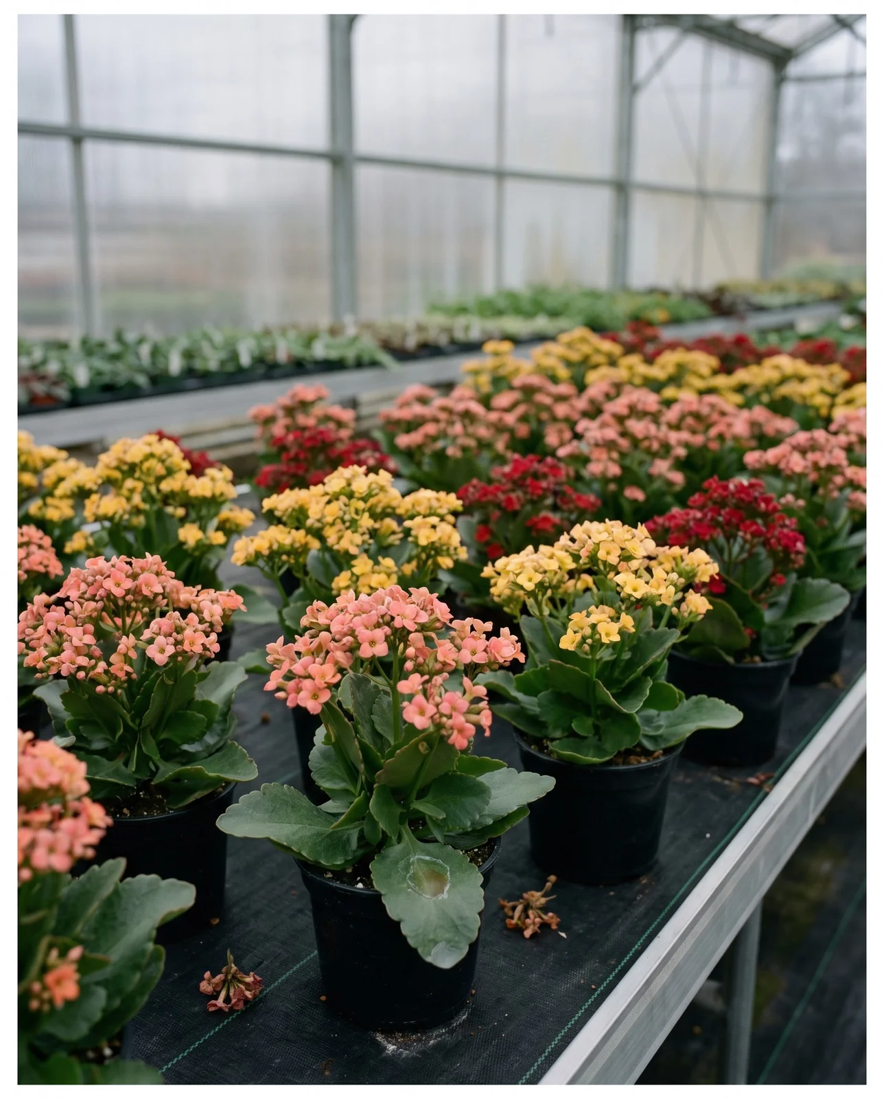 Rows of blooming potted kalanchoe cultivars on greenhouse nursery bench