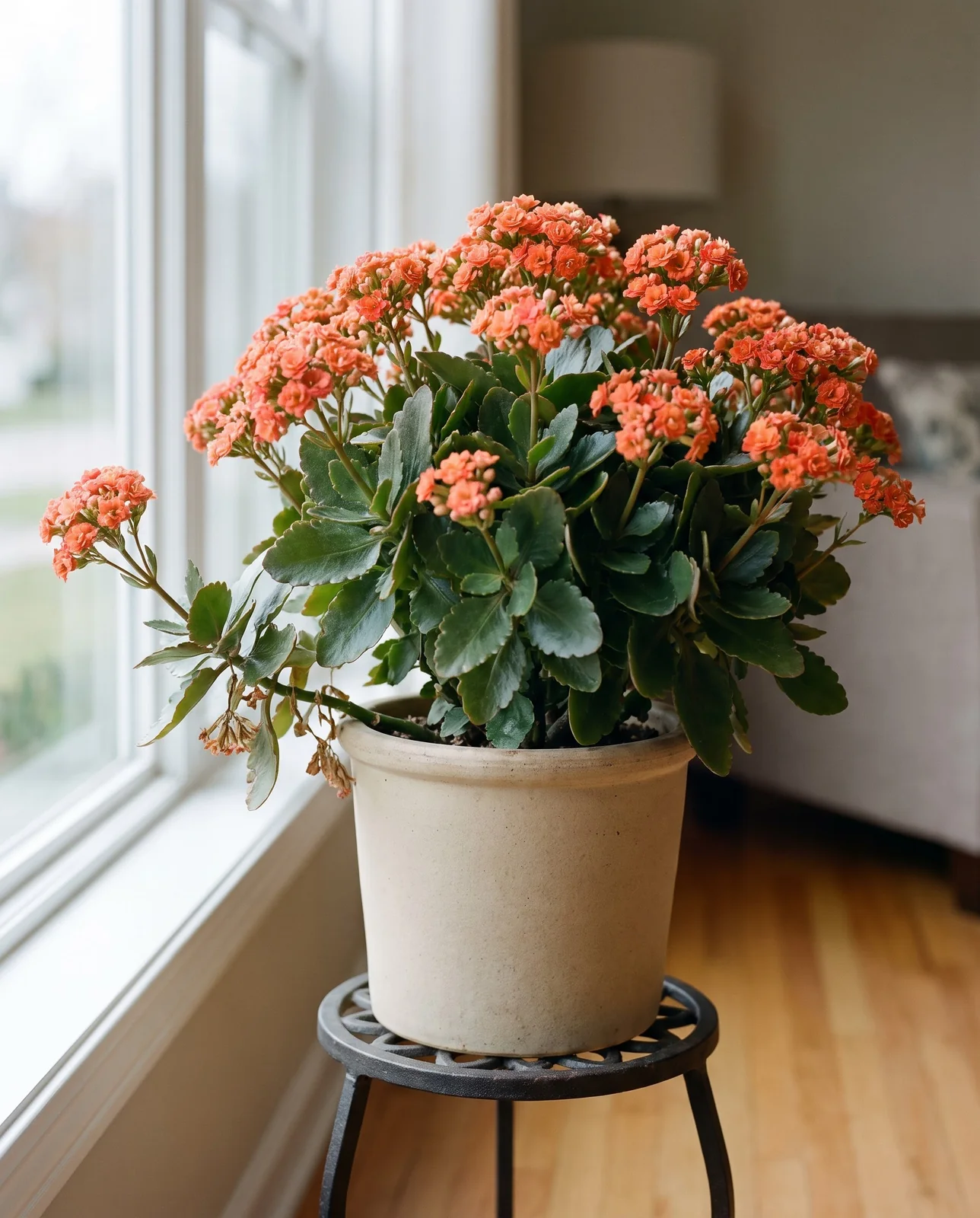 Compact mounded Kalanchoe blossfeldiana plant in pot by bright window