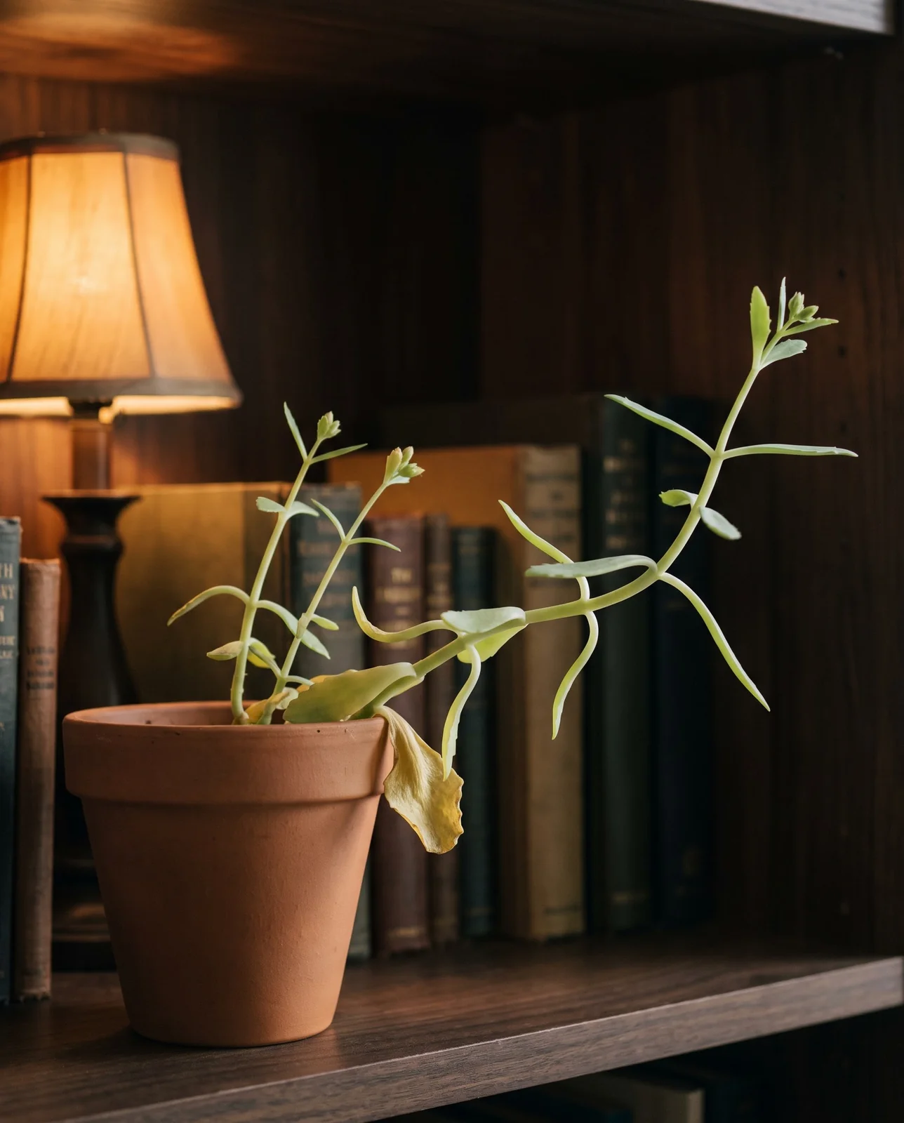 Etiolated kalanchoe plant with stretched stems on dim interior shelf