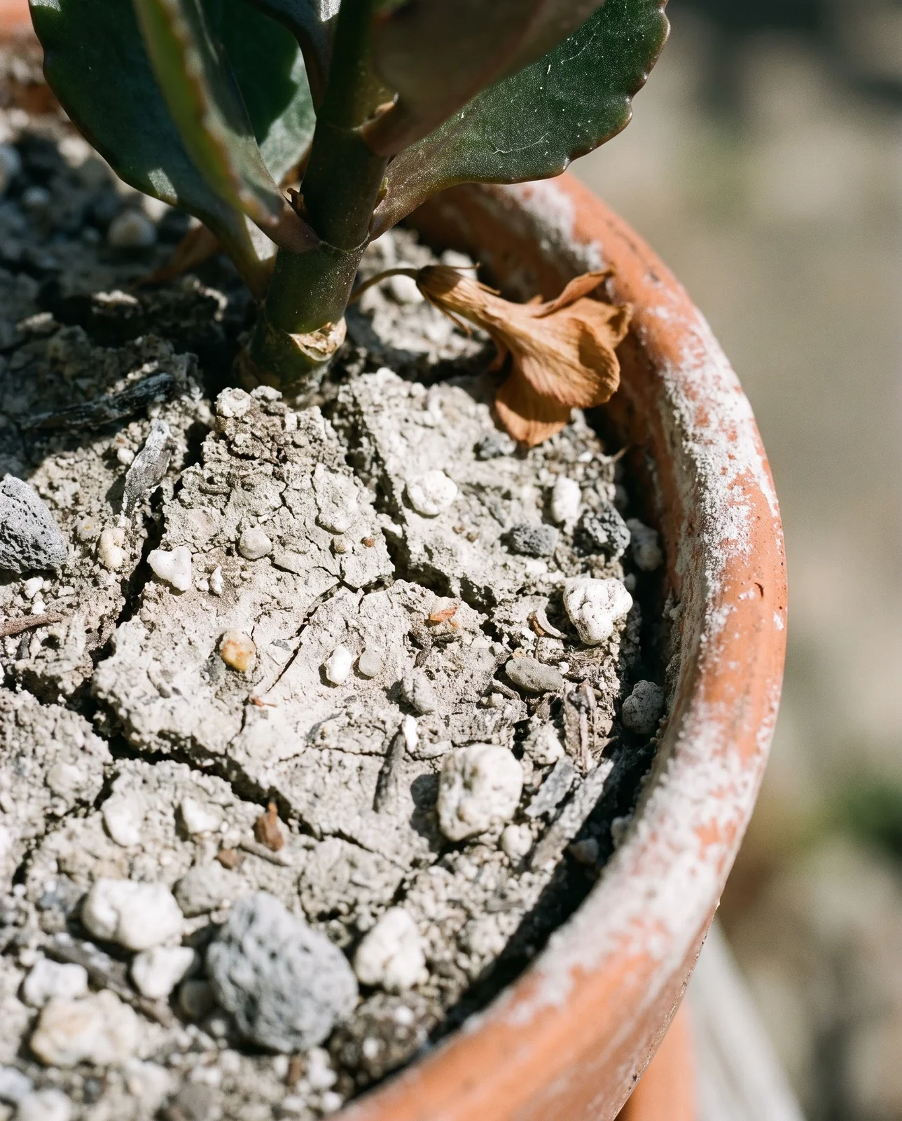 Visibly dry, cracked soil surface in potted kalanchoe terracotta pot