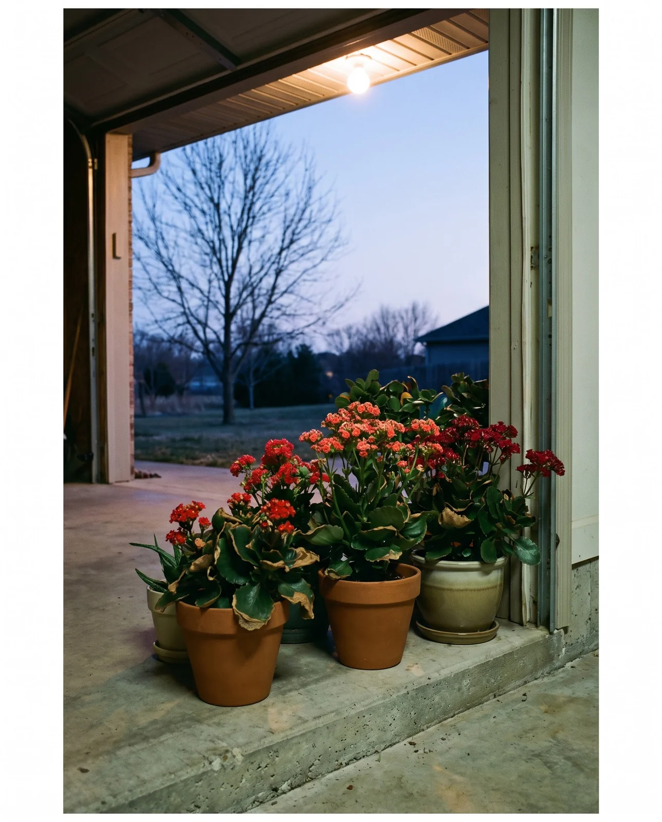 Potted kalanchoe plants staged in garage doorway before autumn frost