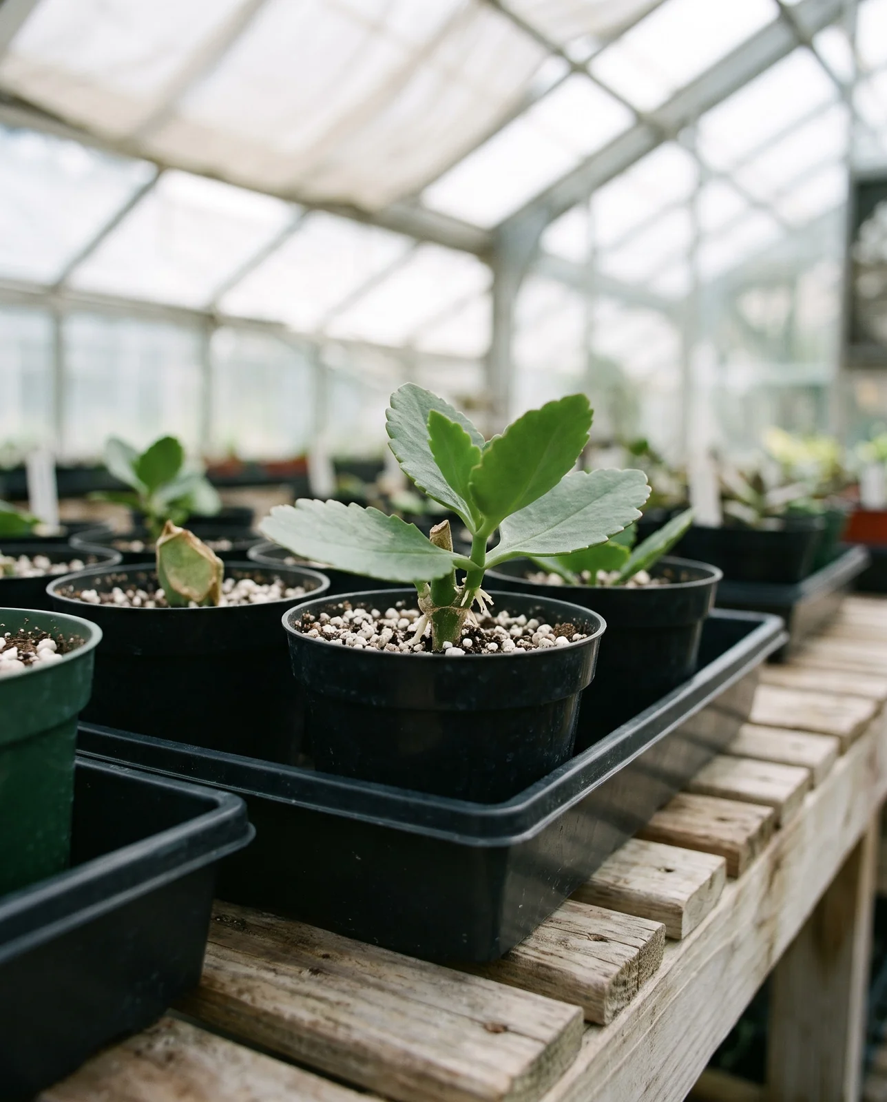 Rooted kalanchoe stem cuttings in nursery pots on propagation bench