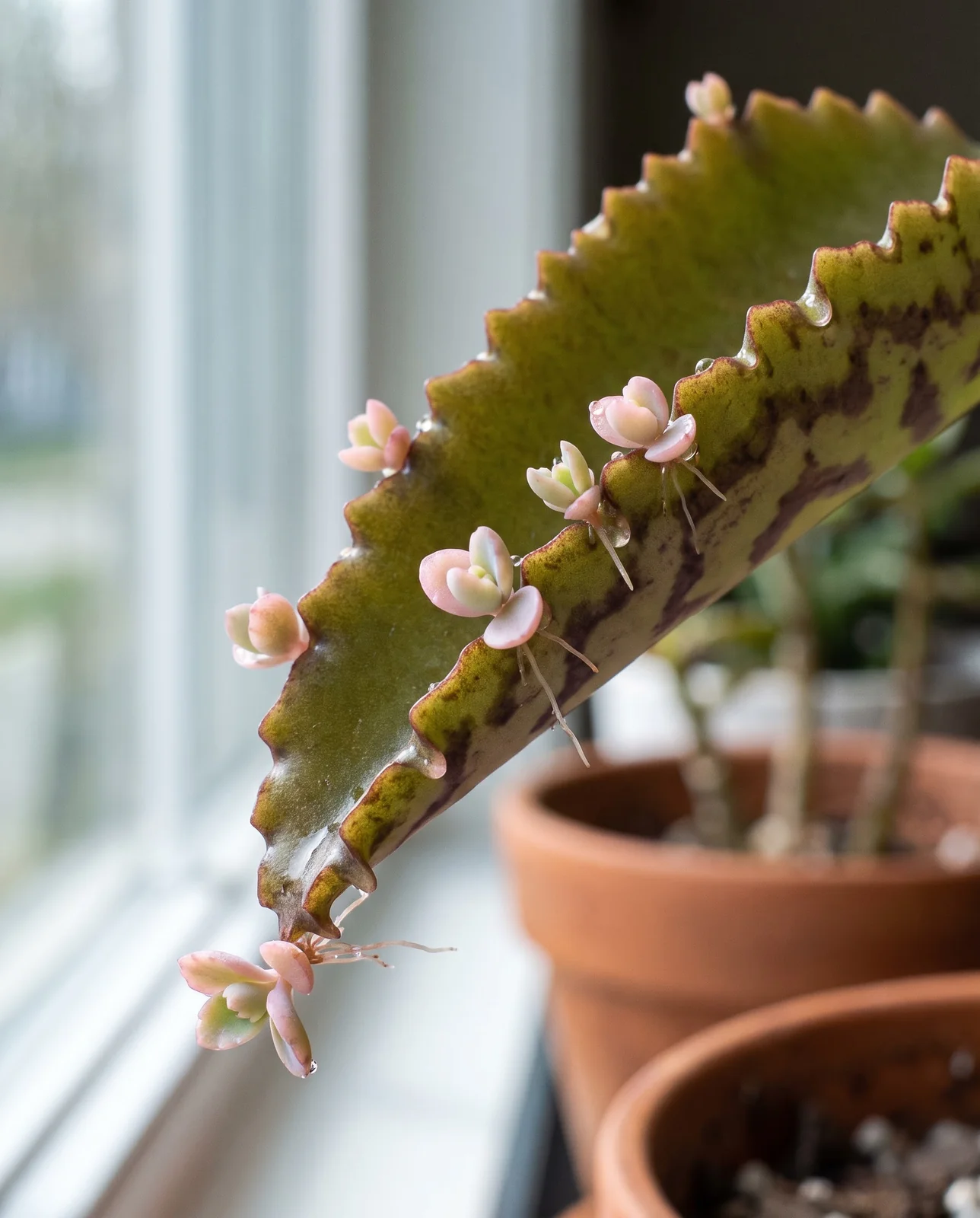 Tiny plantlets developing along scalloped leaf margin of Kalanchoe daigremontiana