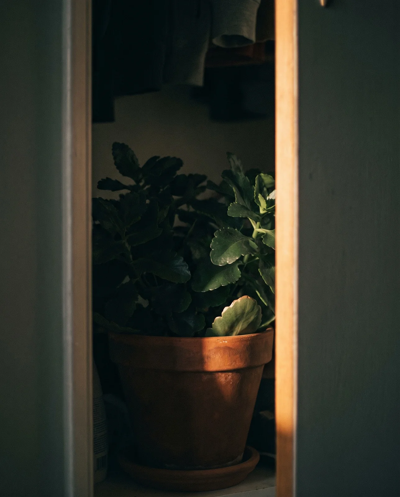 Potted kalanchoe placed inside dark closet during reblooming light treatment