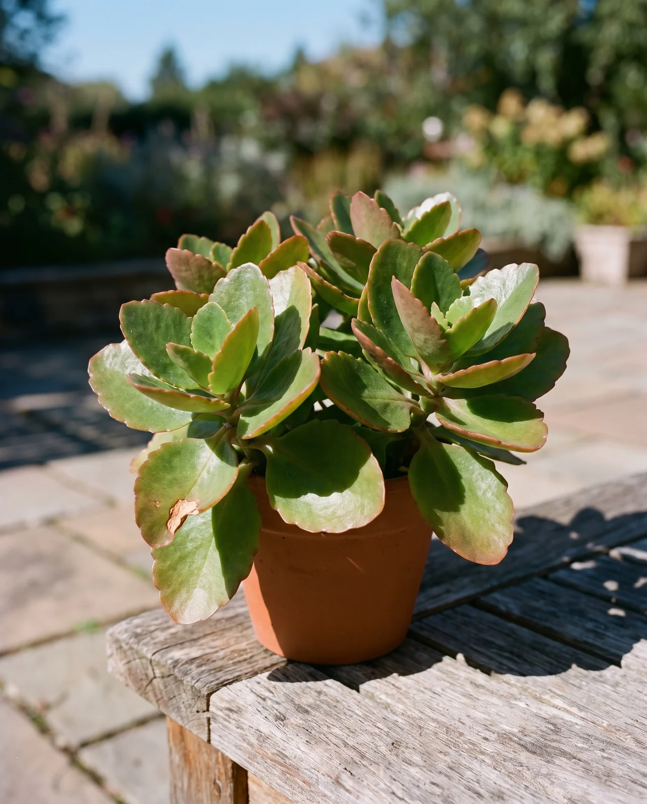 Potted kalanchoe receiving bright daytime sunlight on outdoor patio table