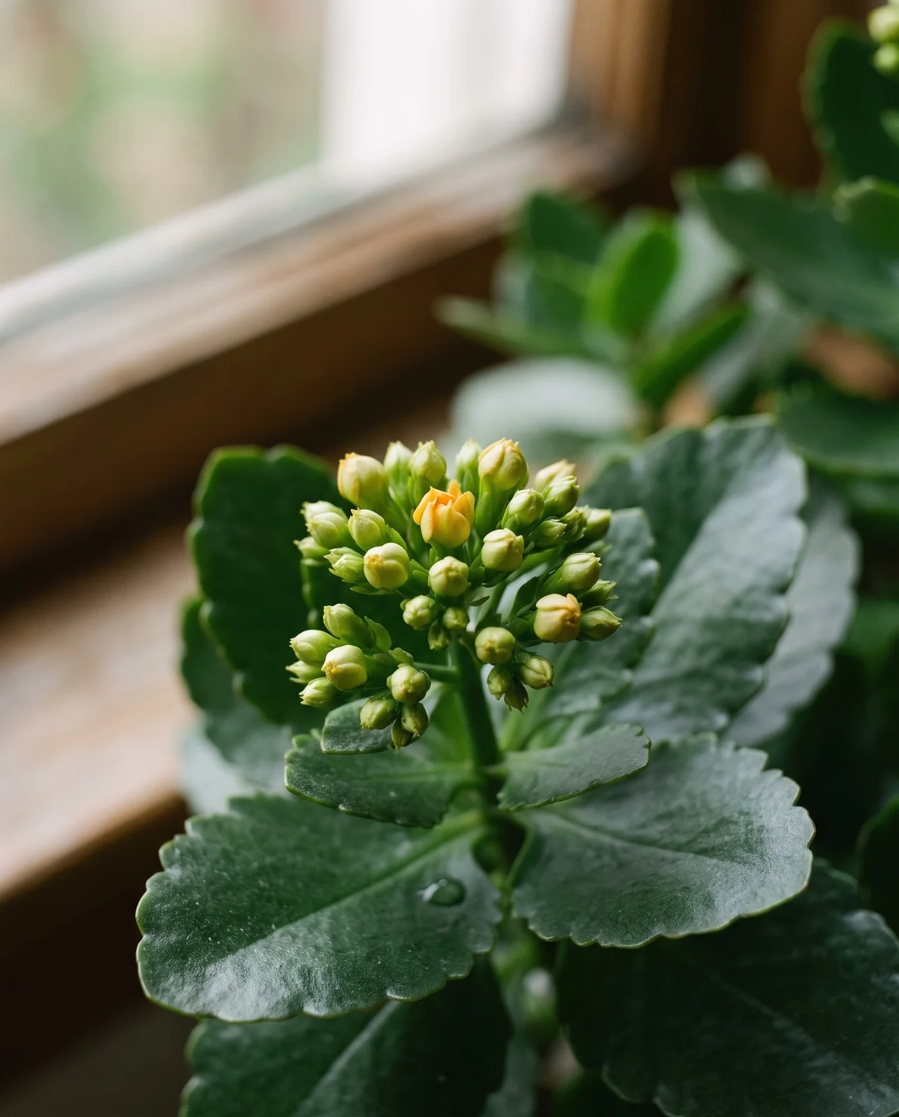 Emerging cluster of tight unopened flower buds on kalanchoe stem