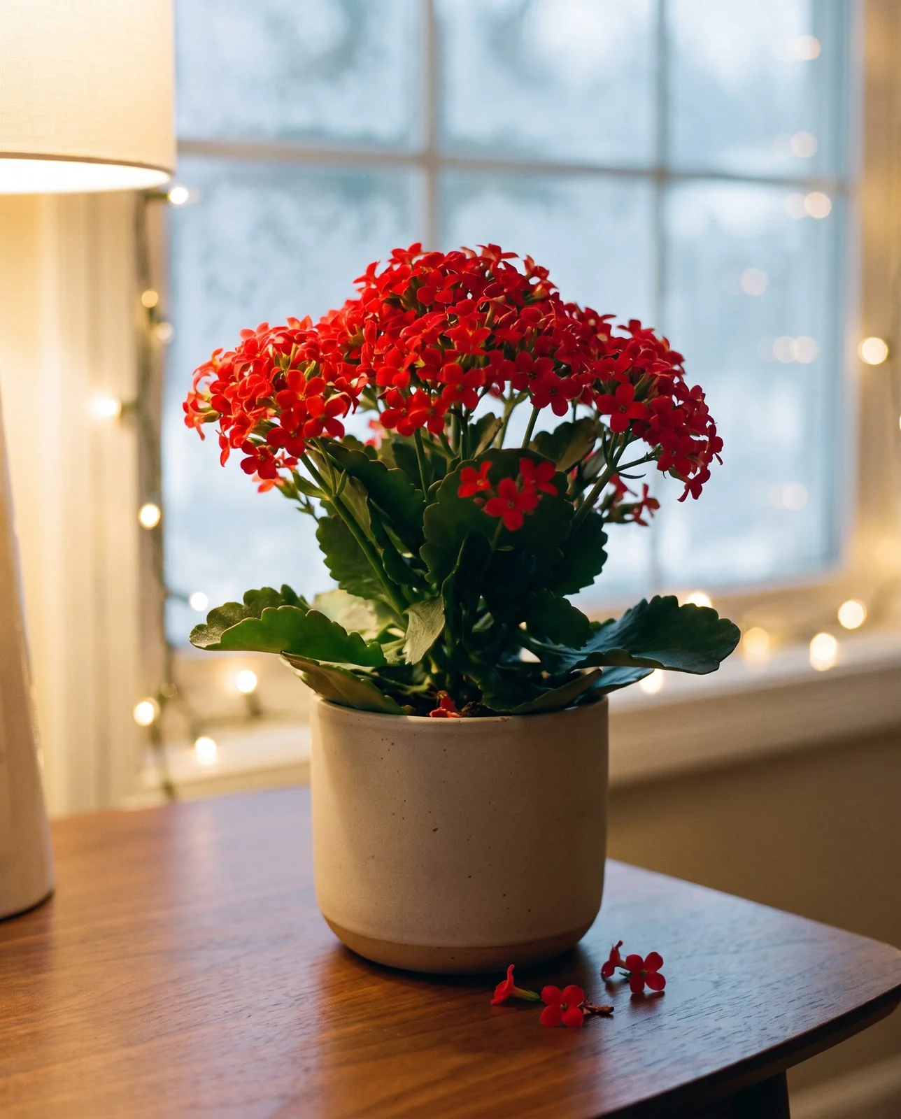 Fully blooming red kalanchoe on living room side table in winter