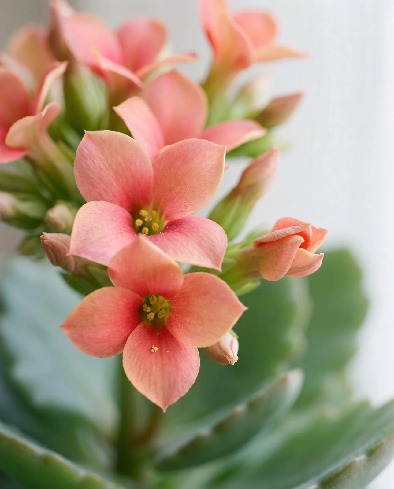 Close-up of four-petaled salmon-pink Kalanchoe blossfeldiana flower cluster