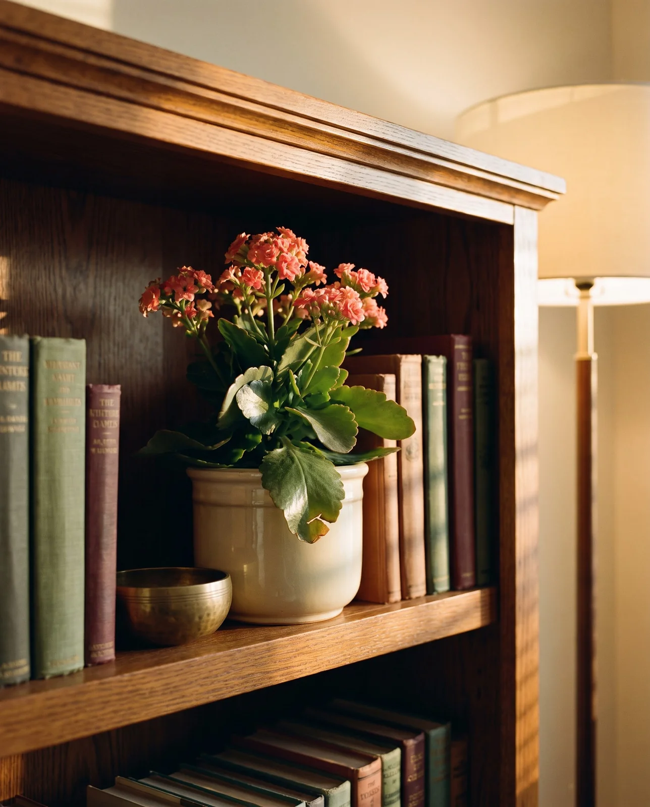Potted kalanchoe displayed safely on top shelf of tall bookcase