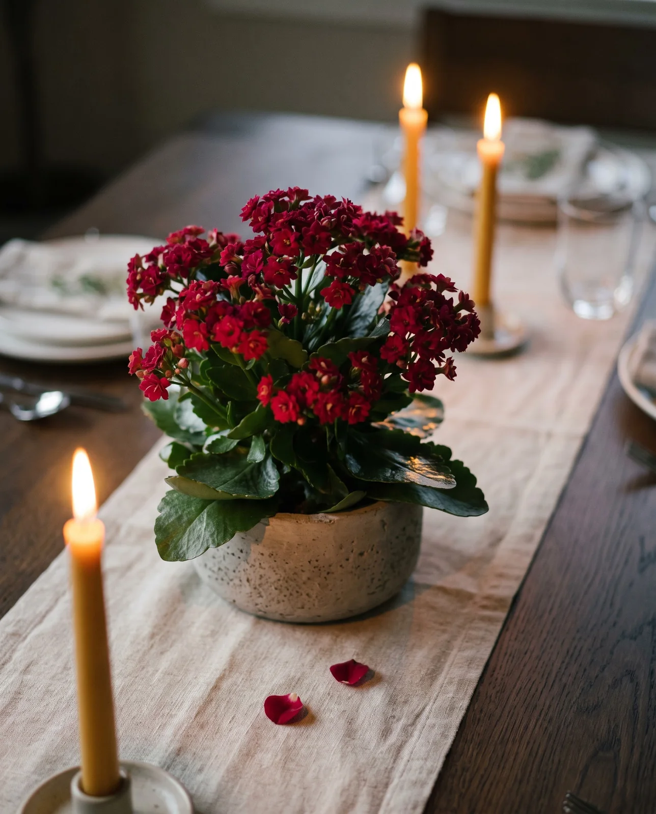 Potted red kalanchoe centerpiece on dining table with candlelight