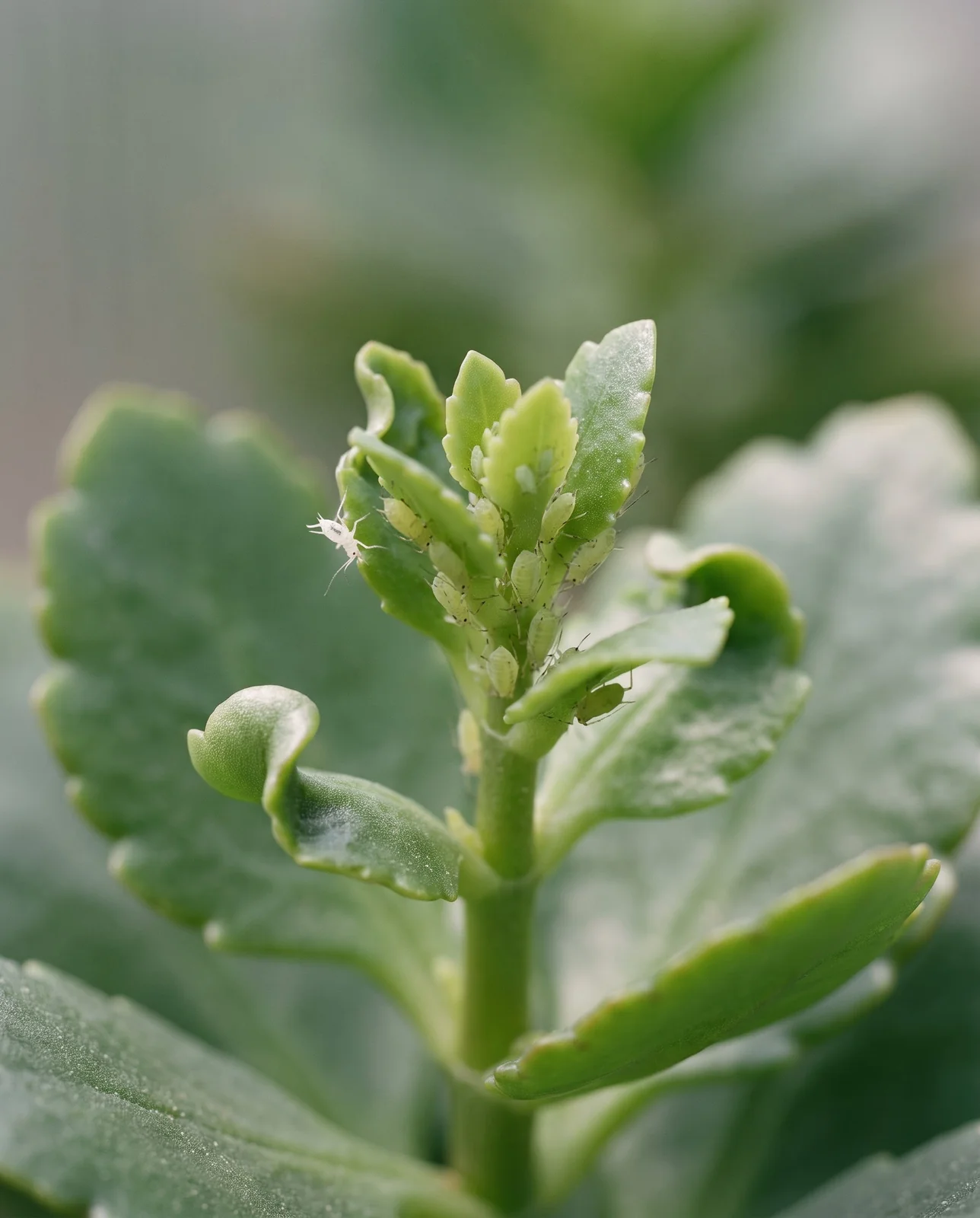 Aphid colony on tender new growth tip of kalanchoe stem