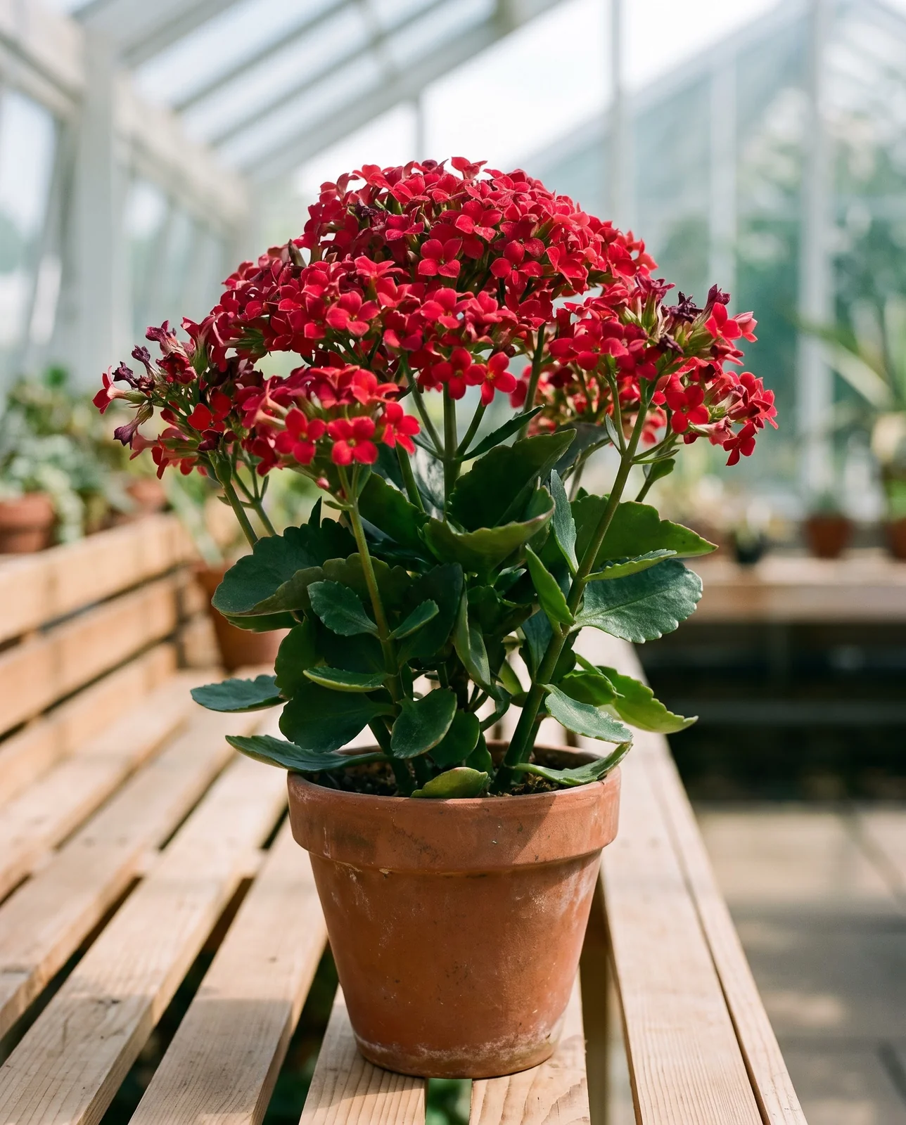 Red-flowered Kalanchoe blossfeldiana cultivar in bloom on nursery bench