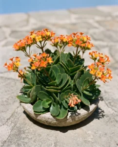 Orange-flowered Kalanchoe blossfeldiana in outdoor pot in direct sun