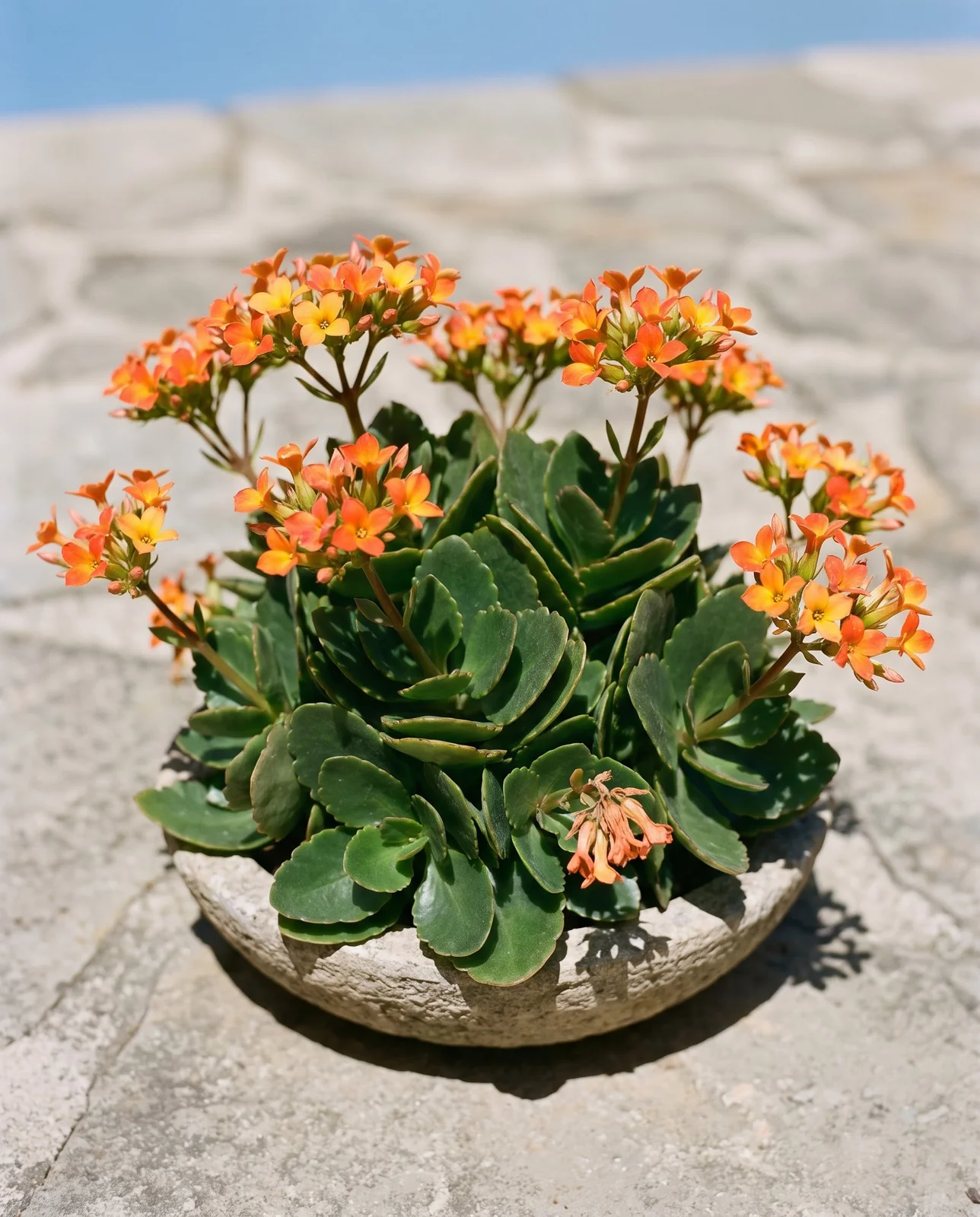 Orange-flowered Kalanchoe blossfeldiana in outdoor pot in direct sun