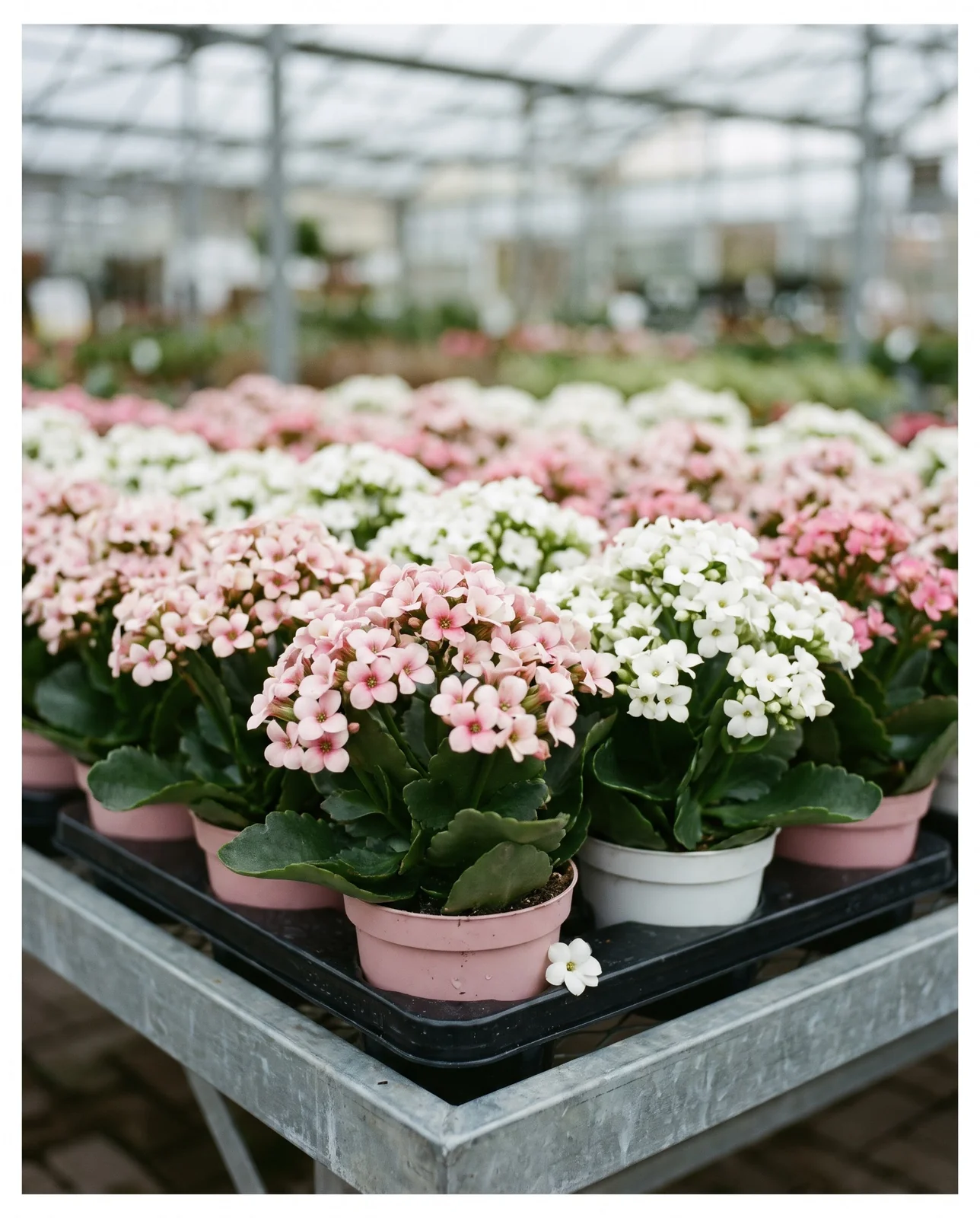 Pink and white flowering kalanchoe cultivars on garden center display
