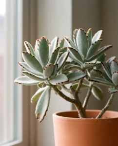 Fuzzy silver foliage with brown spots on Kalanchoe tomentosa