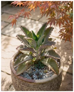 Kalanchoe daigremontiana plant with plantlet-edged leaves on stone patio