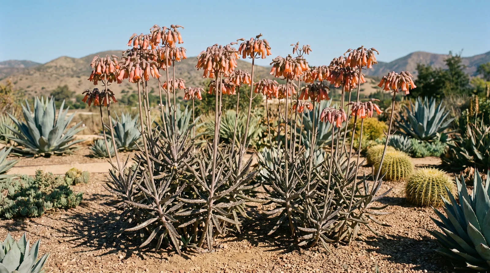 Flowering Kalanchoe delagoensis with tubular blossoms in xeriscape garden bed