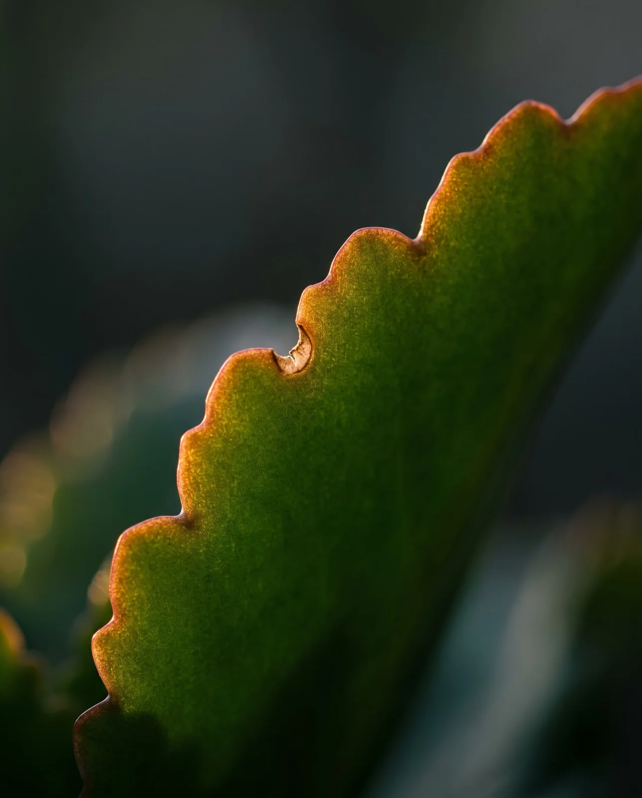 Scalloped margin of succulent kalanchoe leaf lit by rim lighting