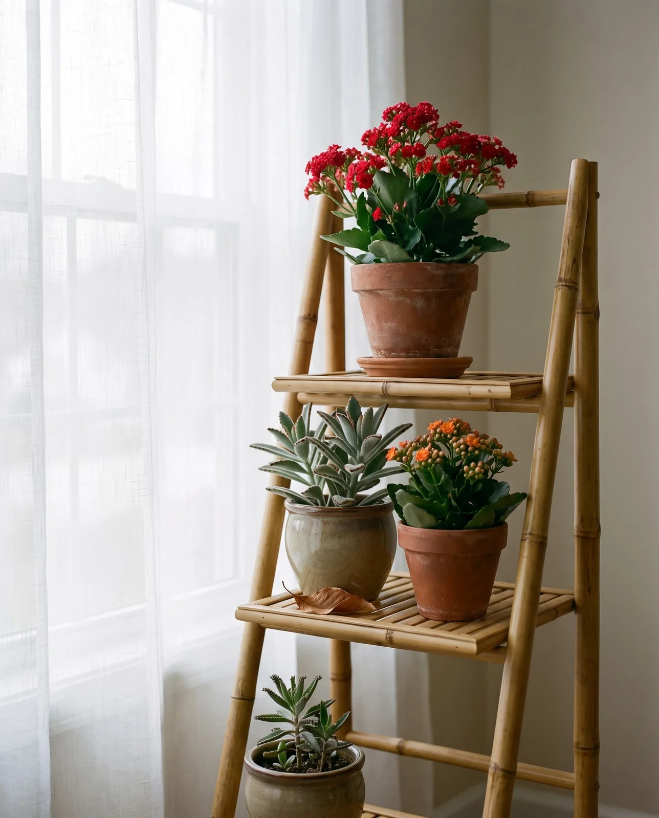 Tiered plant ladder shelf holding collection of diverse kalanchoe pots