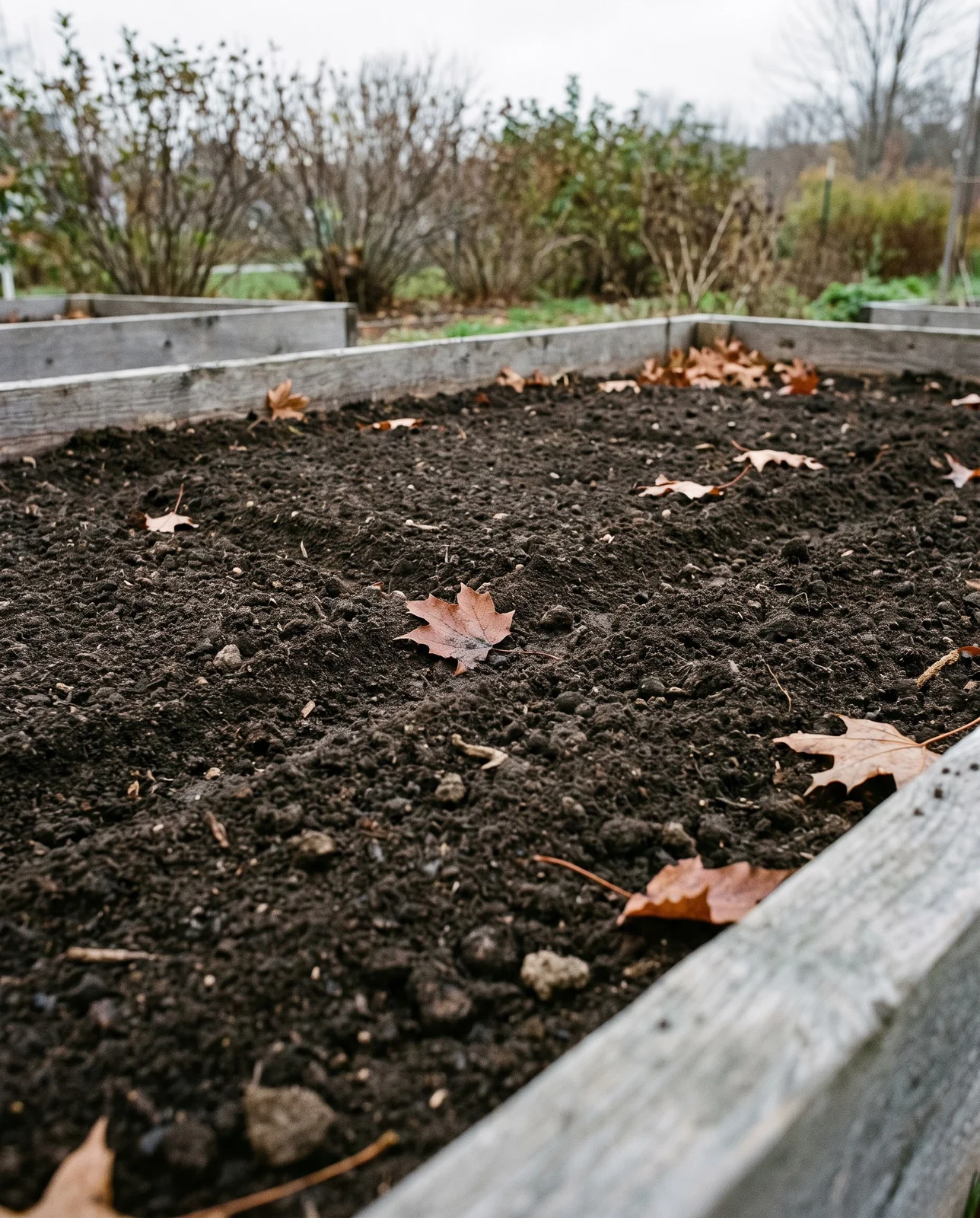 Freshly raked dark soil in prepared garden bed with autumn leaves