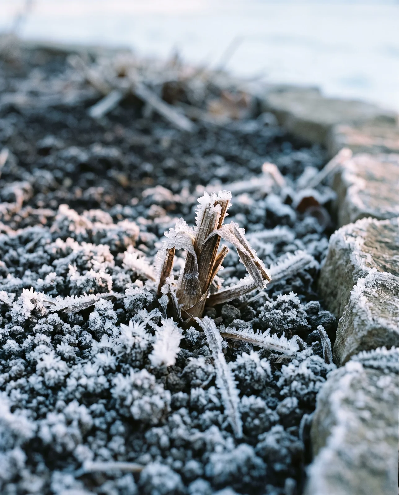 Frost crystals coating bare garden soil during first hard autumn freeze